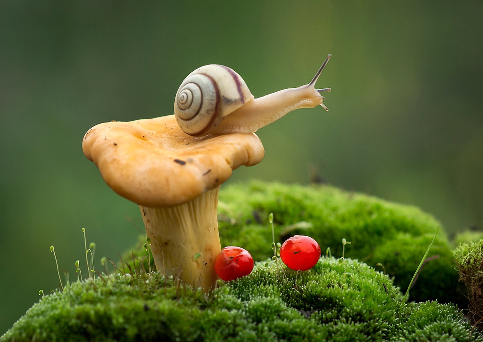 vegetable, green color, moss, food, toadstool, 1080P, land, field, no people, snail, mushroom, Fox, plant, brown, nature, outdoors, fungus, focus on foreground, HD Wallpaper