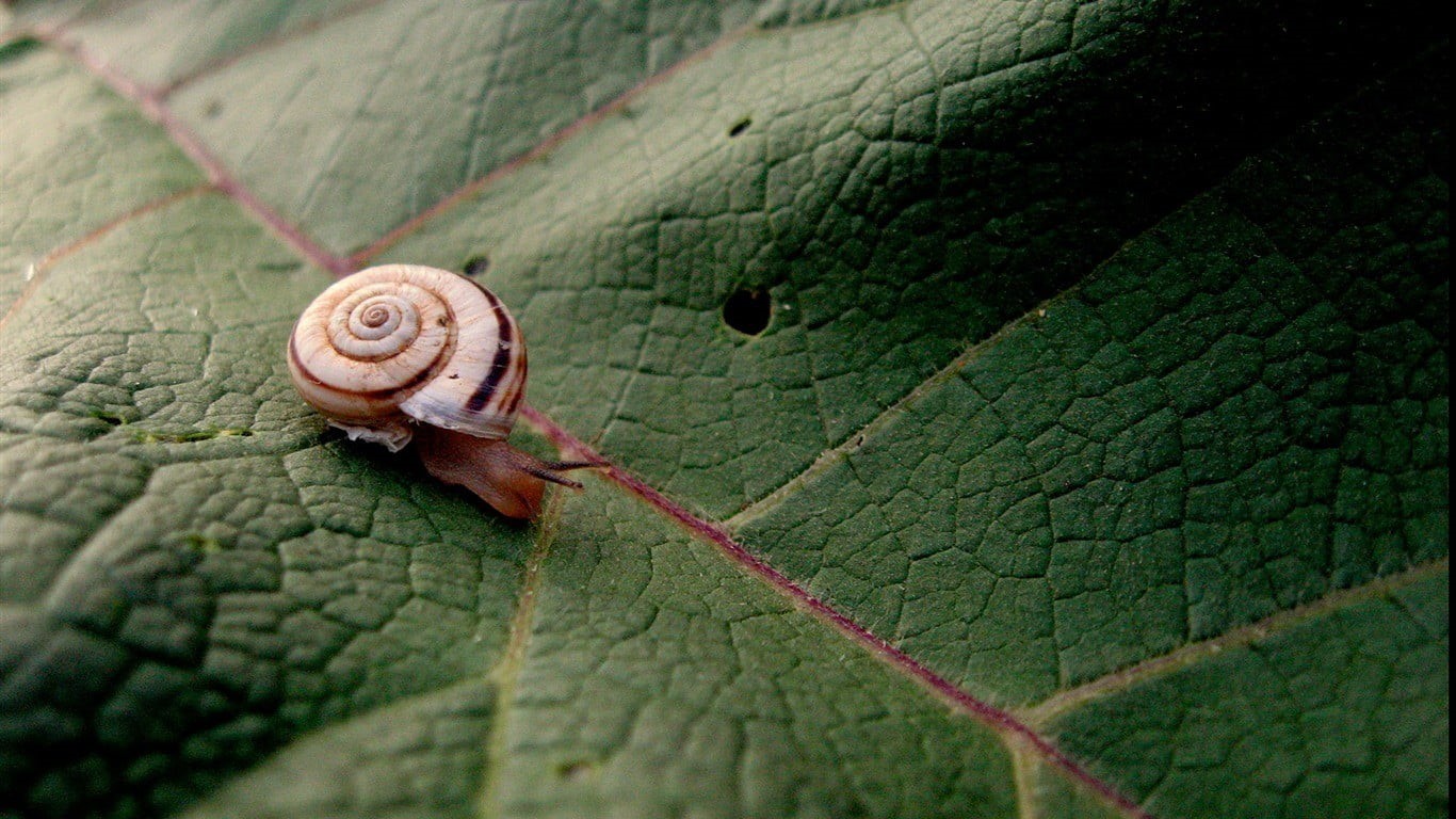 animals in the wild, drop, brown, escargot, gastropod, mollusk, freshness, nature, 720P, wet, backgrounds, pattern, animal, small, summer, plant part, HD Wallpaper