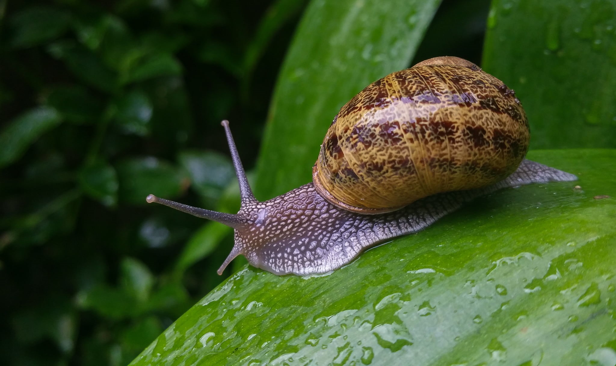photography, animals, green, 1080P, grass, green grass, nature, swallow, animal, Samsung Galaxy Note 4, macro, snail, caracoles, brown, slimy, HD Wallpaper