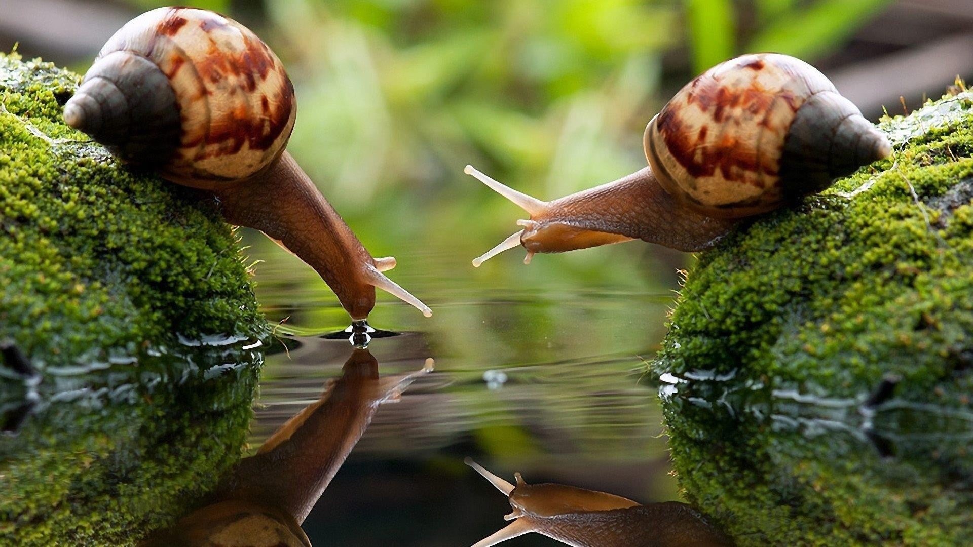 outdoors, animals, animals in the wild, gastropods, selective focus, invertebrate, photography, plant, animal shell, grass, gastropod, animal wildlife, HD Wallpaper