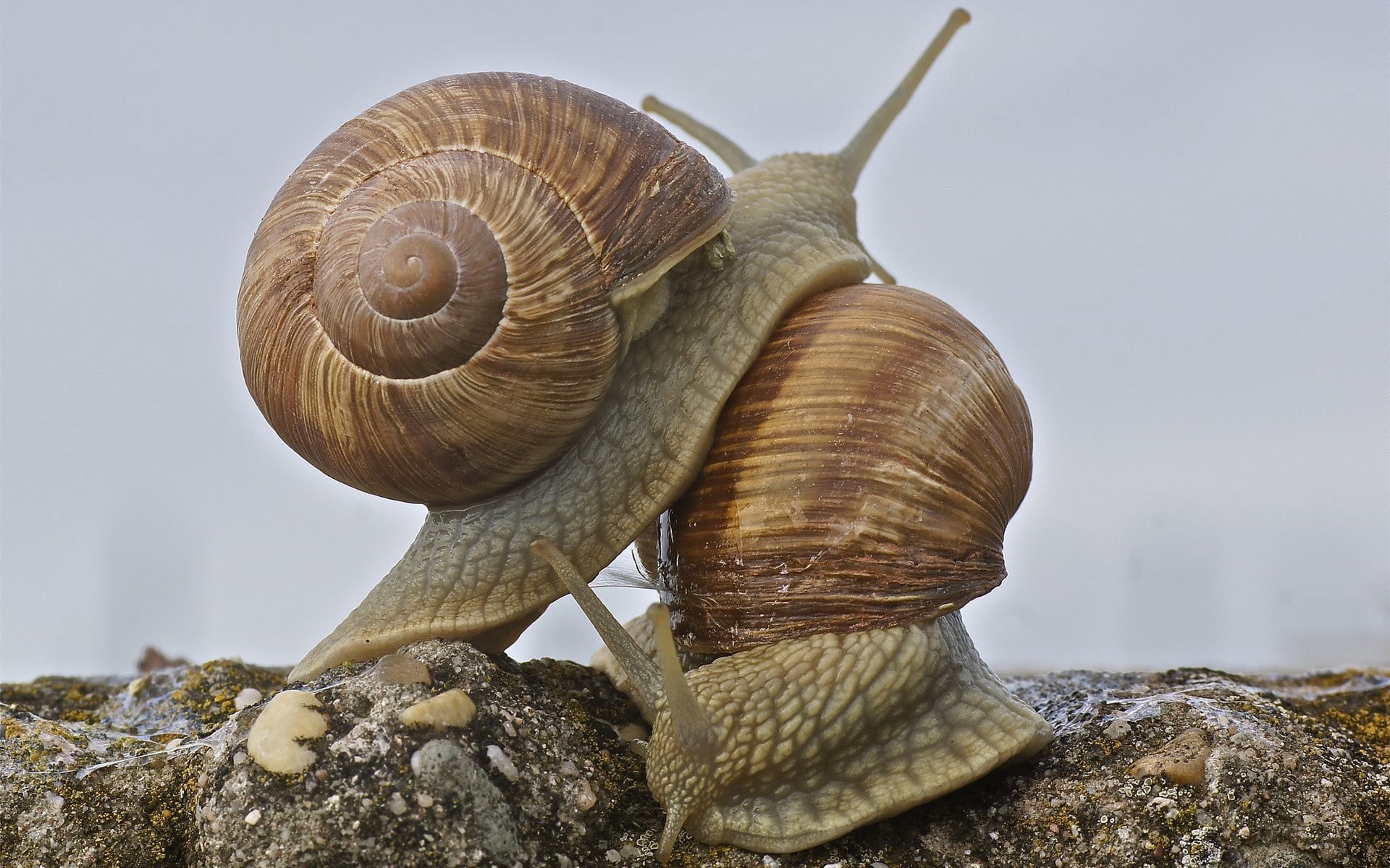 animals in the wild, 1080P, snails, macro, animal Shell, outdoors, nature, gastropod, slow, food, two, snail, rock - object, crawling, solid, one animal, HD Wallpaper