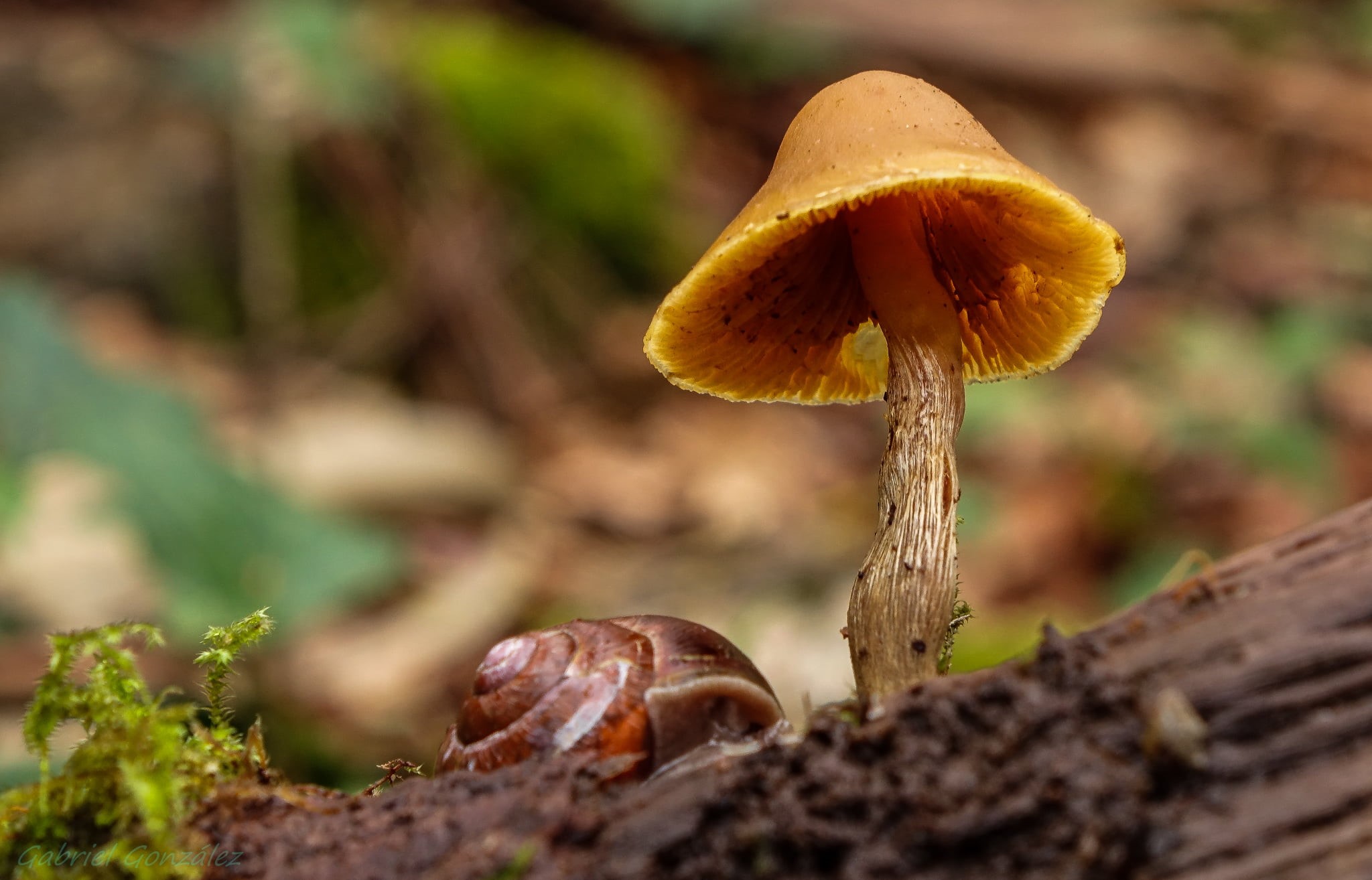 macro, Xelo, nature, snail, Galicia, de, mushroom, fungus, 1080P, RX, Photo, Coruña, brown, close-up, autumn, Sony, plant, beside, forest, season, food, HD Wallpaper