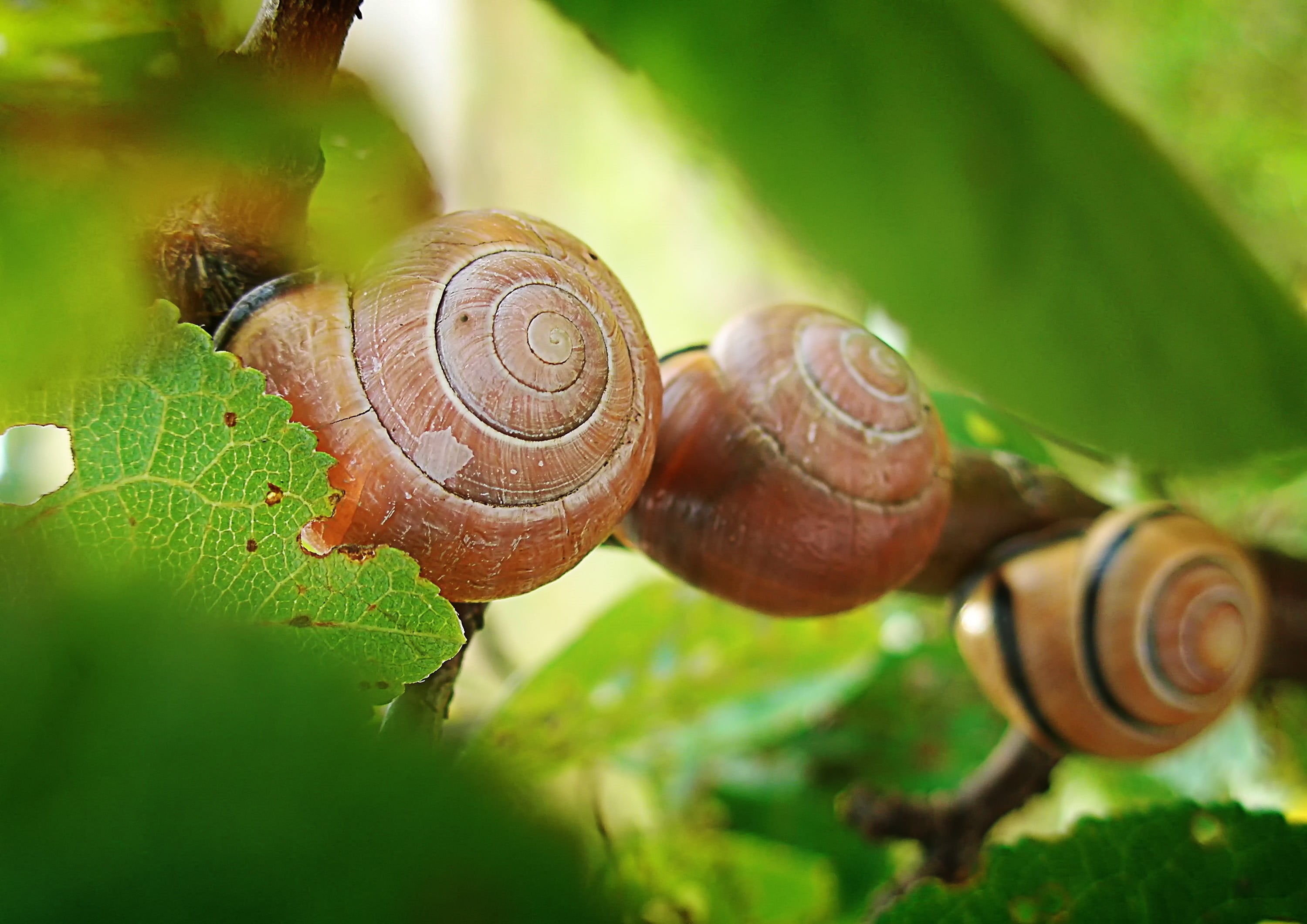 animal wildlife, green color, day, close-up, animal, plant part, mollusk, three, snail, brown, summer, green, depth of field, 2K, leaf, shell, no people, HD Wallpaper