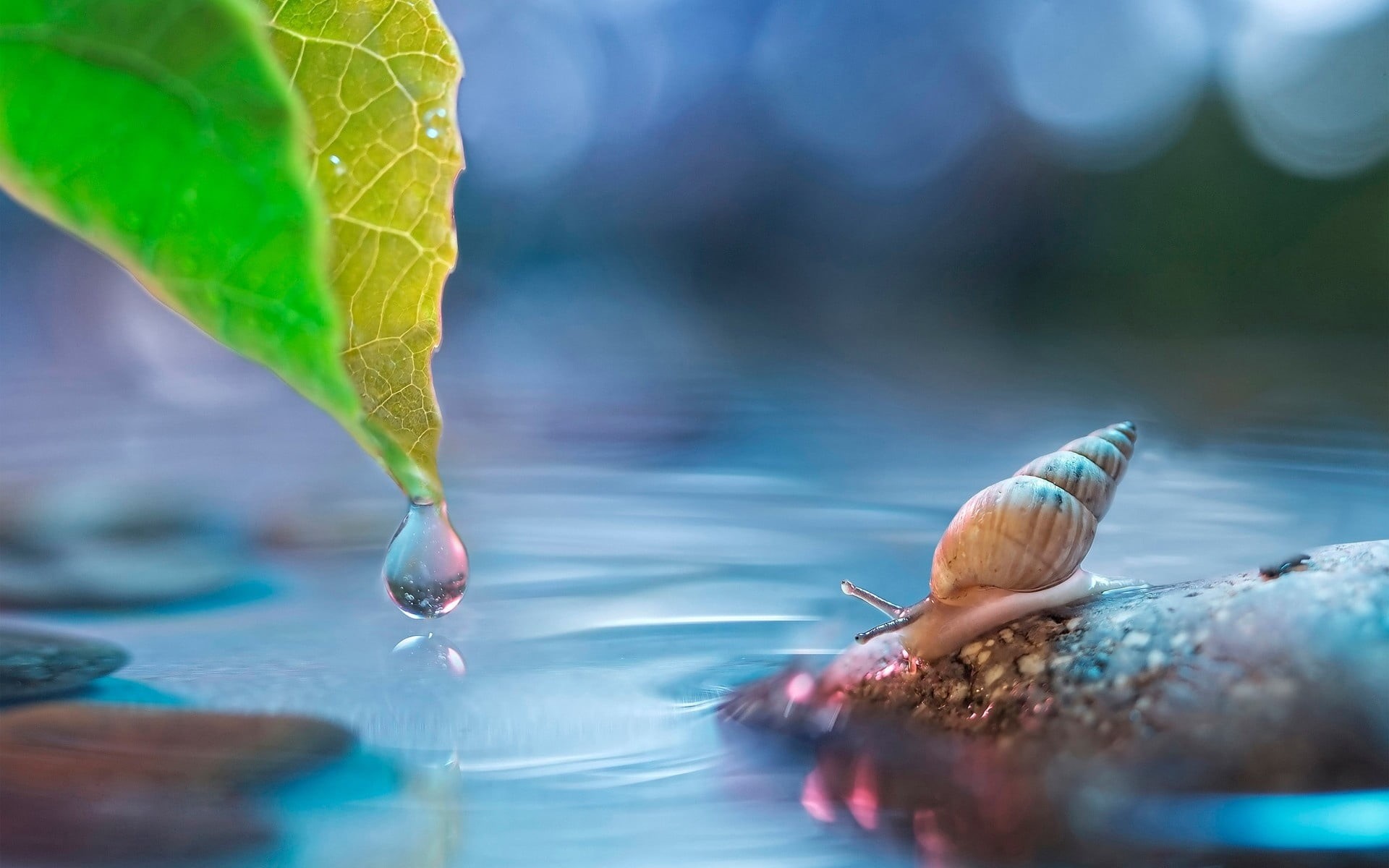 drop, floating on water, aquatic, plant, 1080P, nature, no people, animal themes, reflection, tranquil Scene, rain, animals in the wild, bird, backgrounds, HD Wallpaper
