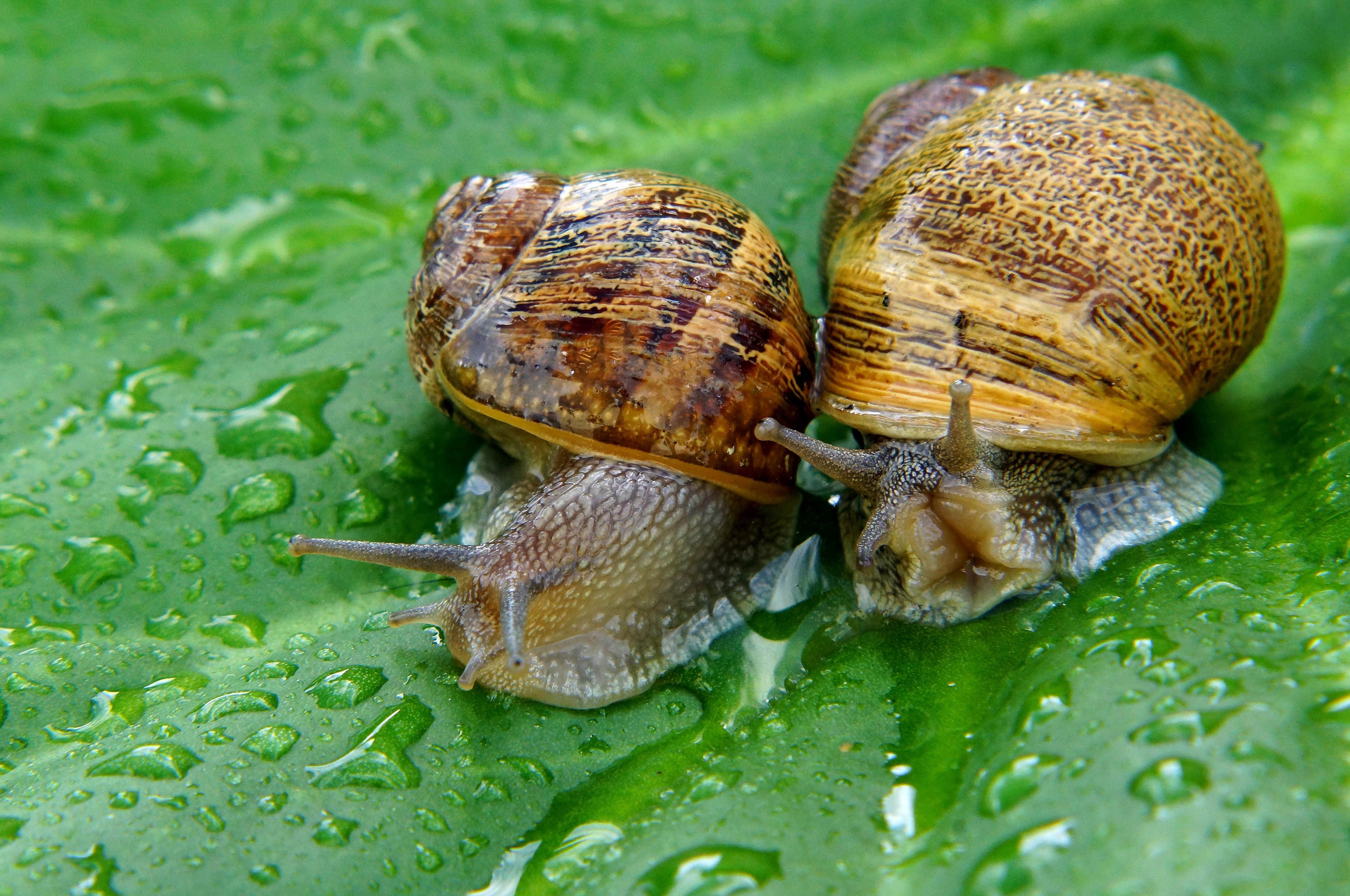 nature, animal, snail, brown, crawling, snails, Coruña, two, Xelo, mollusk, Sony SLT A77V, close-up, 5K, Tamron, close up, de, macro, slimy, Photo, animals, HD Wallpaper