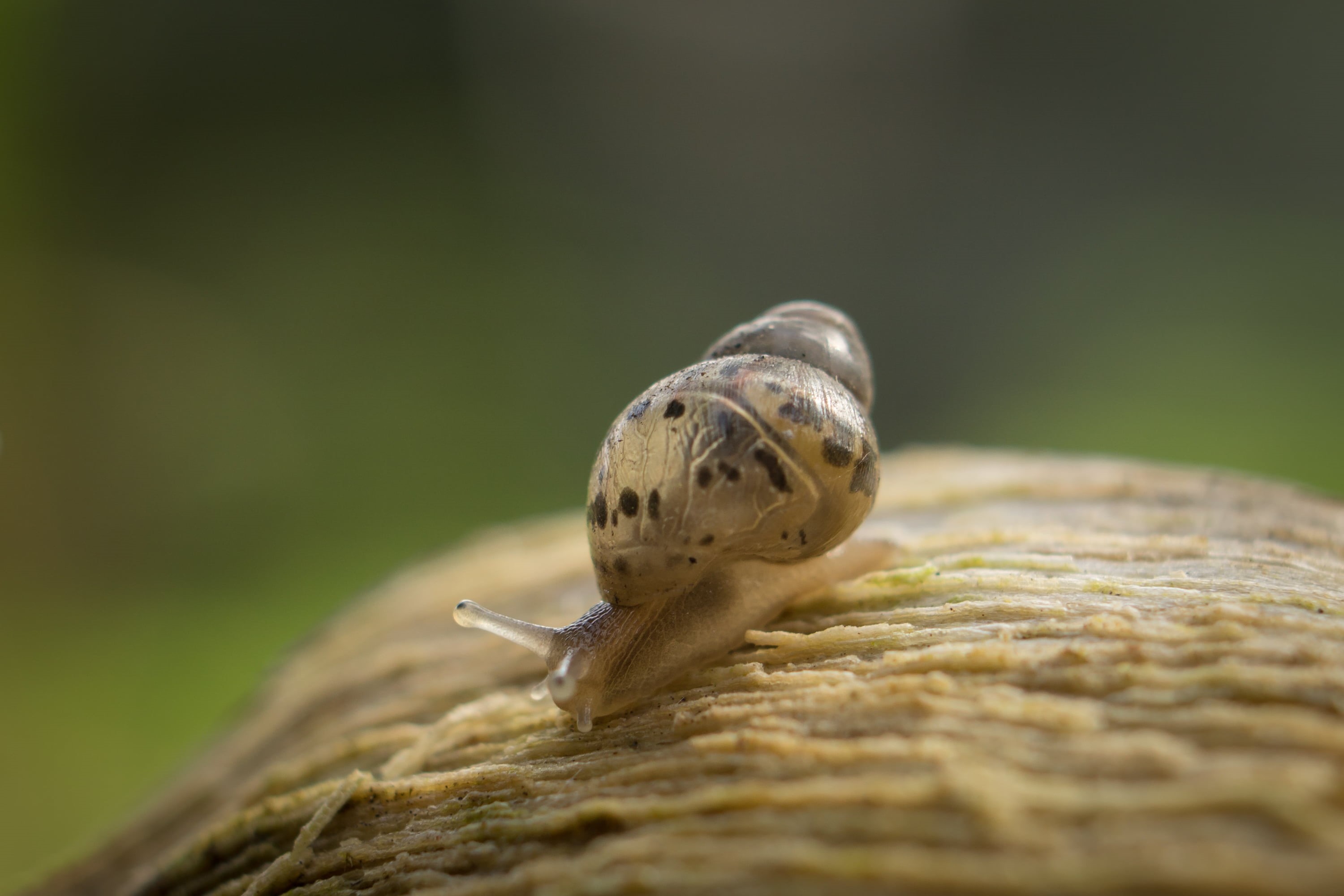 extension tube, sony  A6000, snail, close up, bokeh, animal planet, 2K, brown, sel50f18, macro photography, outdoor, baby, macro, photography, HD Wallpaper