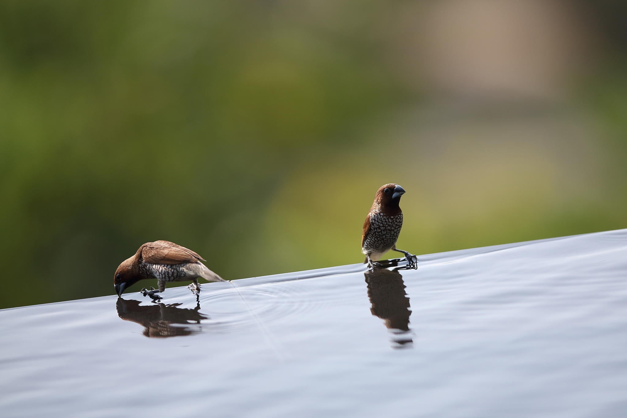 waterfront, vertebrate, depth of field, 1080P, animal wildlife, group of animals, two animals, animal family, animal, drink, no people, animal themes, HD Wallpaper
