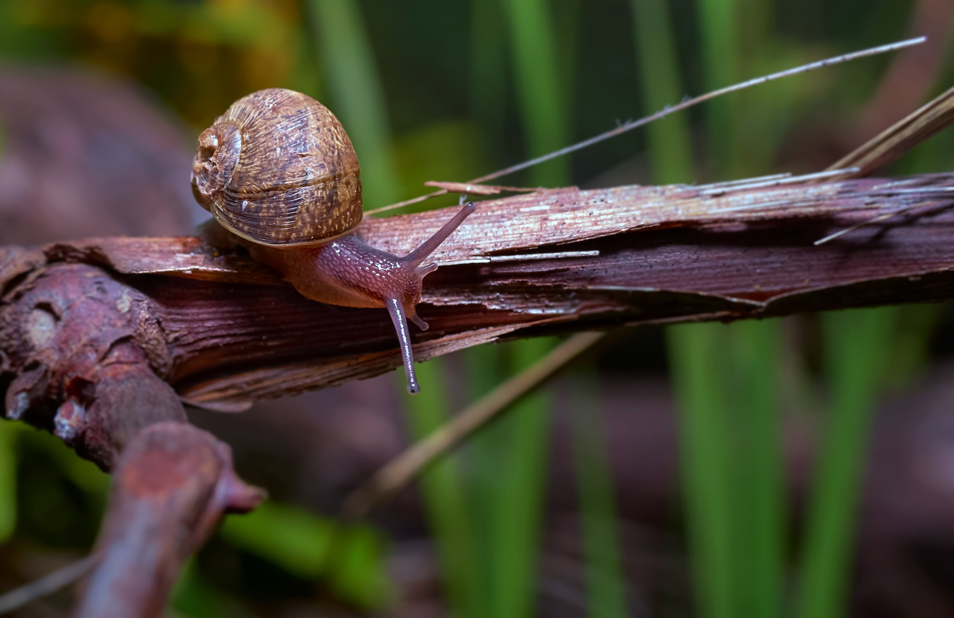 branch, invertebrate, FZ, animal, slow, gastropod, crawling, caracol, macro, brown, snail, slimy, wildlife, close-up, nature, daytime, mollusk, animals, HD Wallpaper