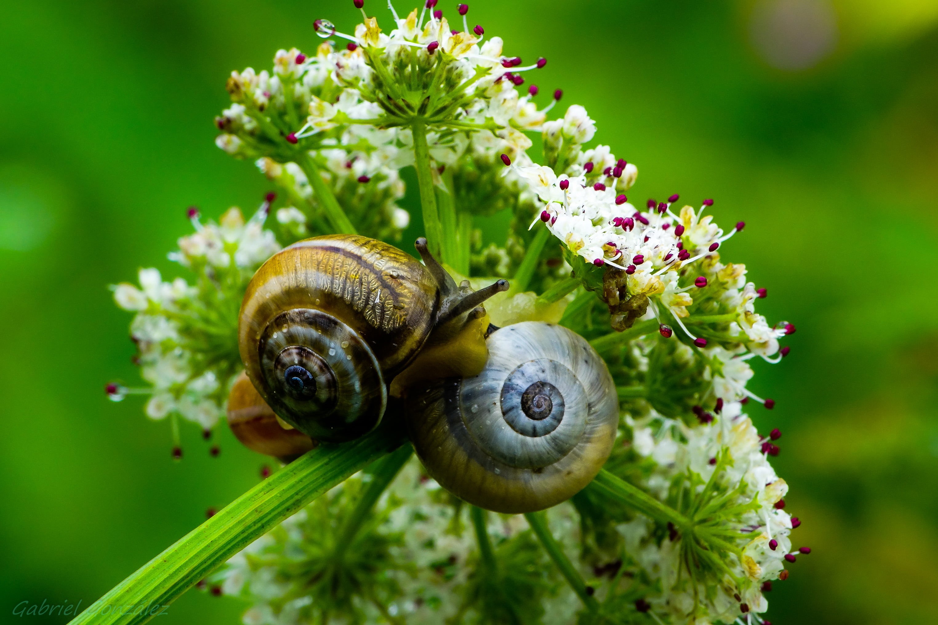snail, Sony, nature, 2K, animal, RX, de, DHC, Galicia, daytime, mollusk, snails, wildlife, two, Photo, closeup, clustered, close-up, España, white, slimy, HD Wallpaper