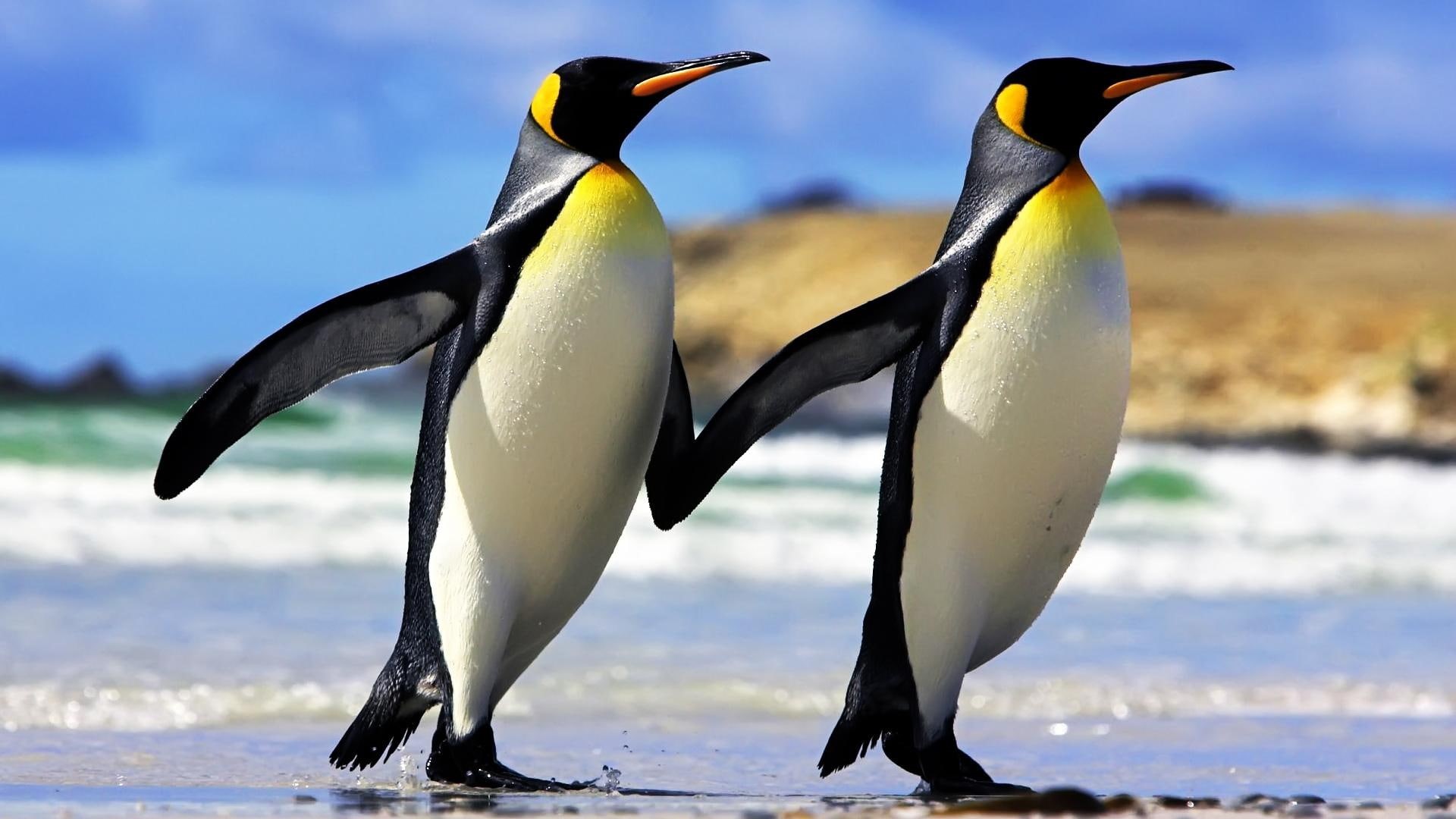 couple, high, 1080P, quality, picture, penguins, birds, HD Wallpaper