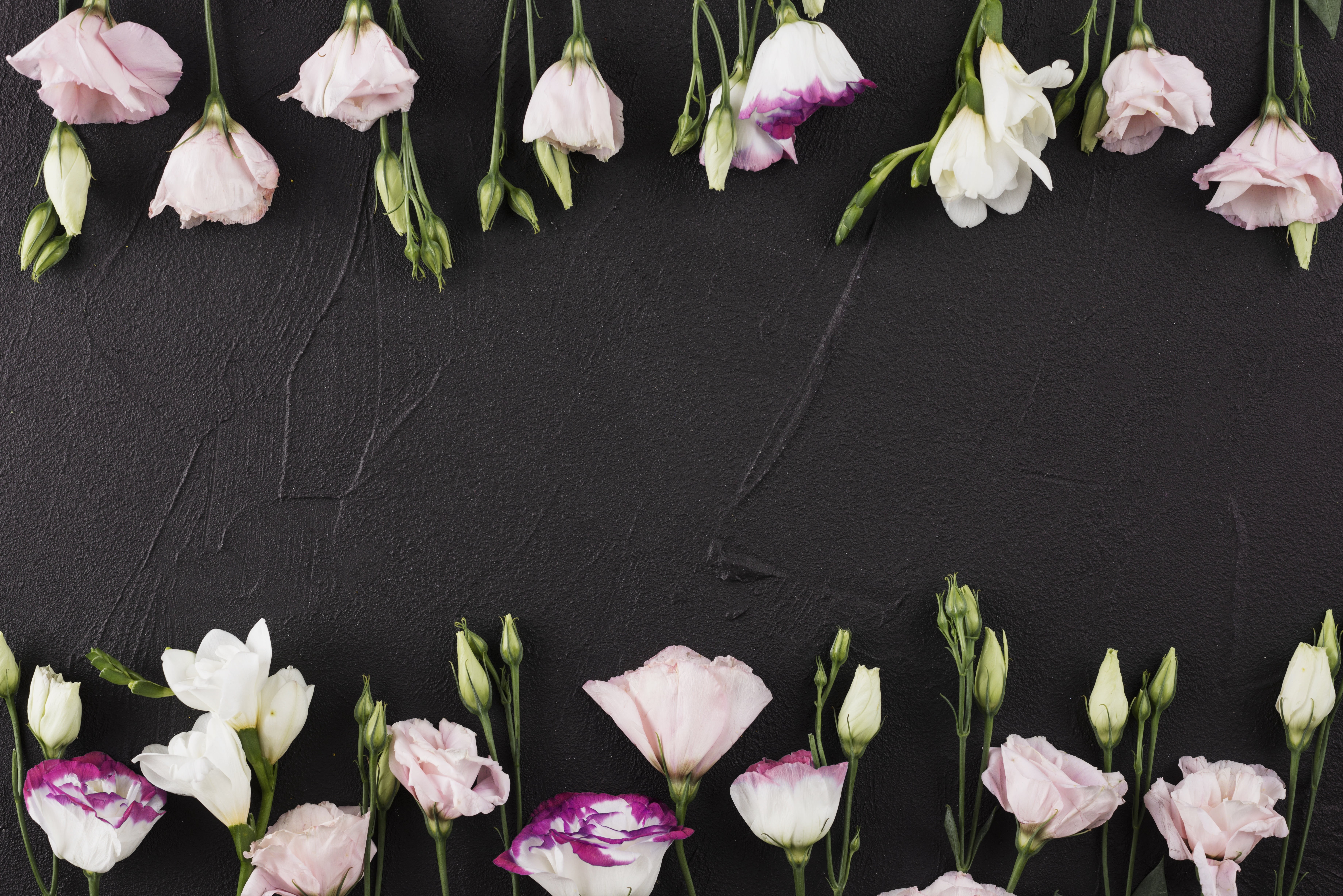 romantic, 5K, flowers, pink, beautiful, black background, eustoma, HD Wallpaper