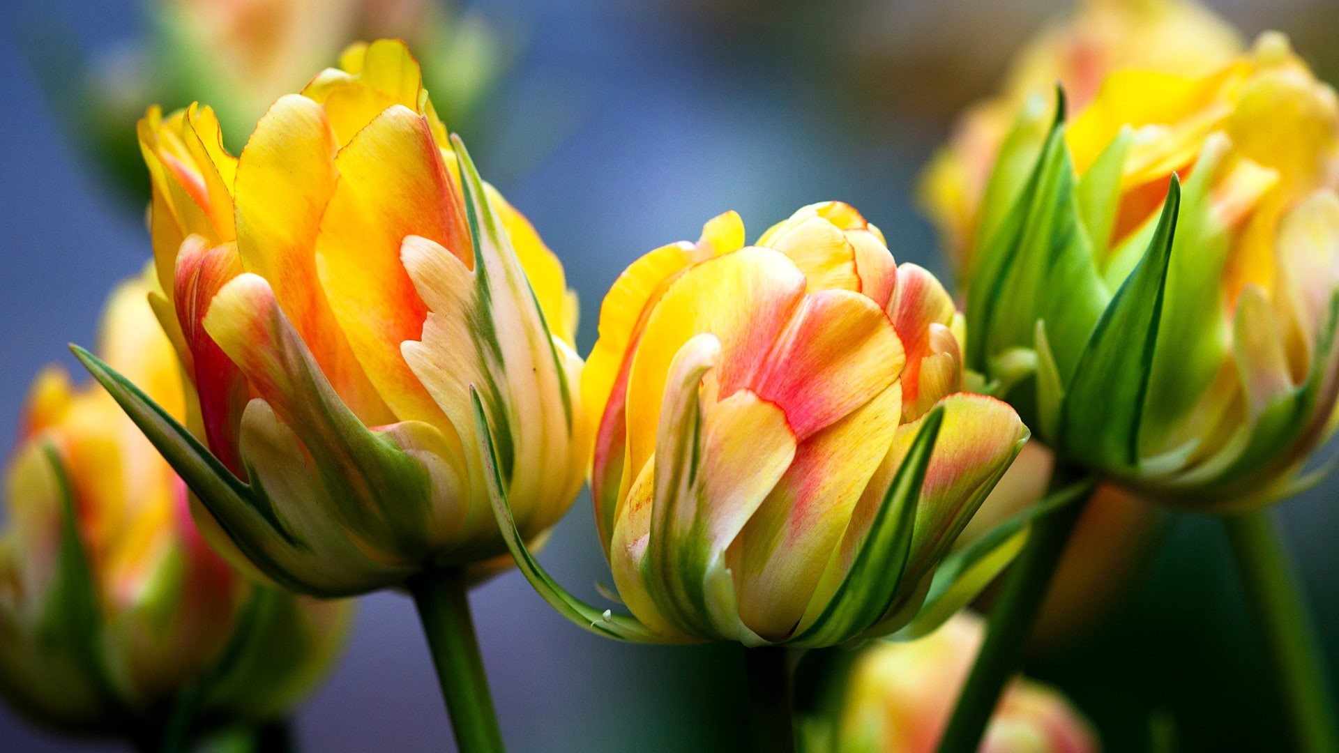 yellow flowers, tulips, flora, macro, 1080P, flowers, pink, bright, yellow, HD Wallpaper