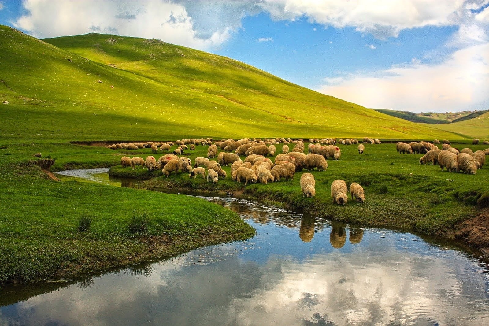 water, Turkey, plains, agriculture, domestic animals, livestock, pets, animals, cloud - sky, group of animals, sheep, large group of animals, no people, HD Wallpaper
