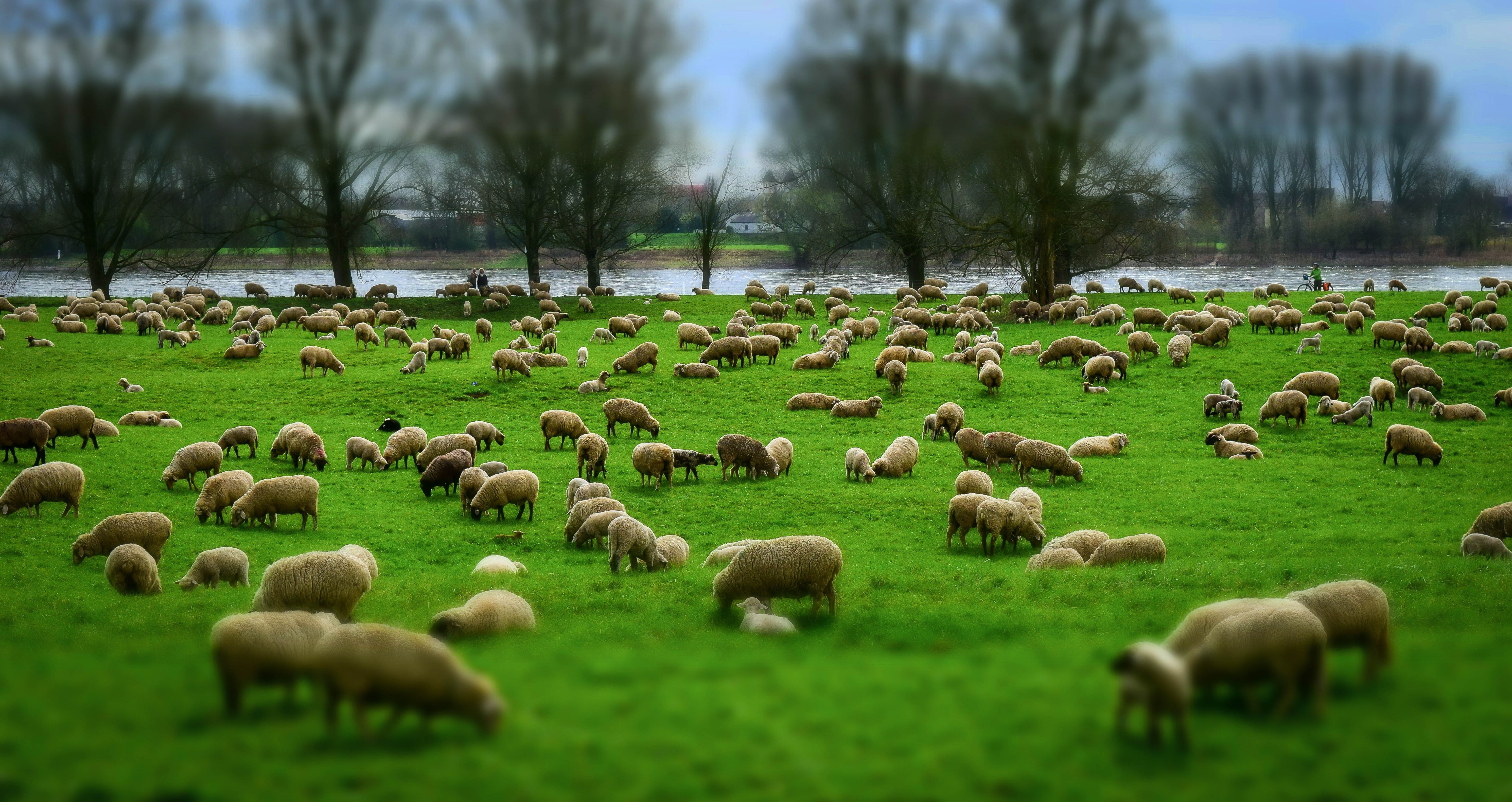 mammal, land, plant, flock Of Sheep, animal, lambs, tree, large group of animals, deichschaf, green grass, lamb, nature, grazing, flock, schäfer, meadow, HD Wallpaper