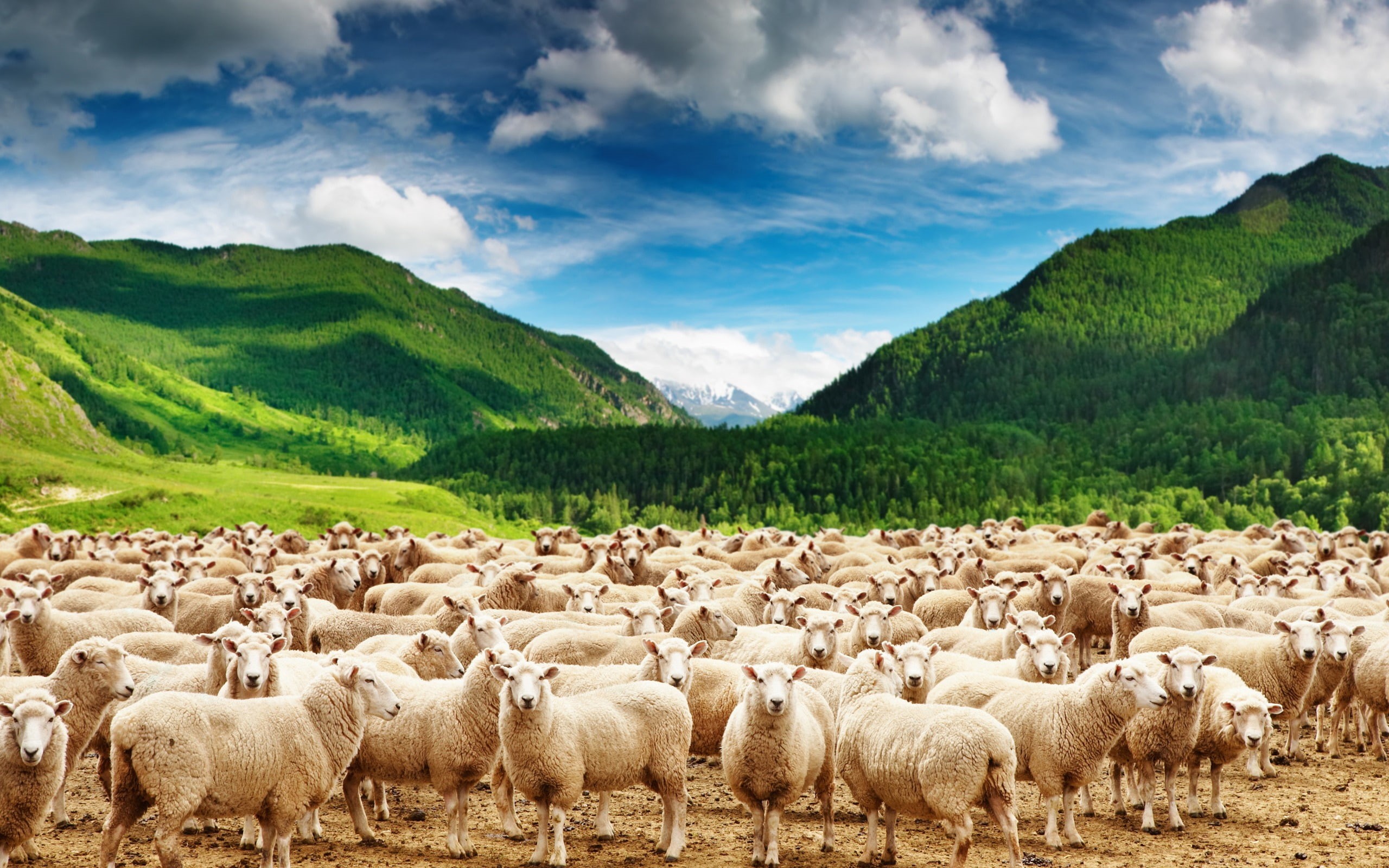 land, photos, livestock, no people, 2K, animal themes, herbivorous, cloud - sky, vertebrate, domestic animals, beauty in nature, mammal, mountain, hd, HD Wallpaper