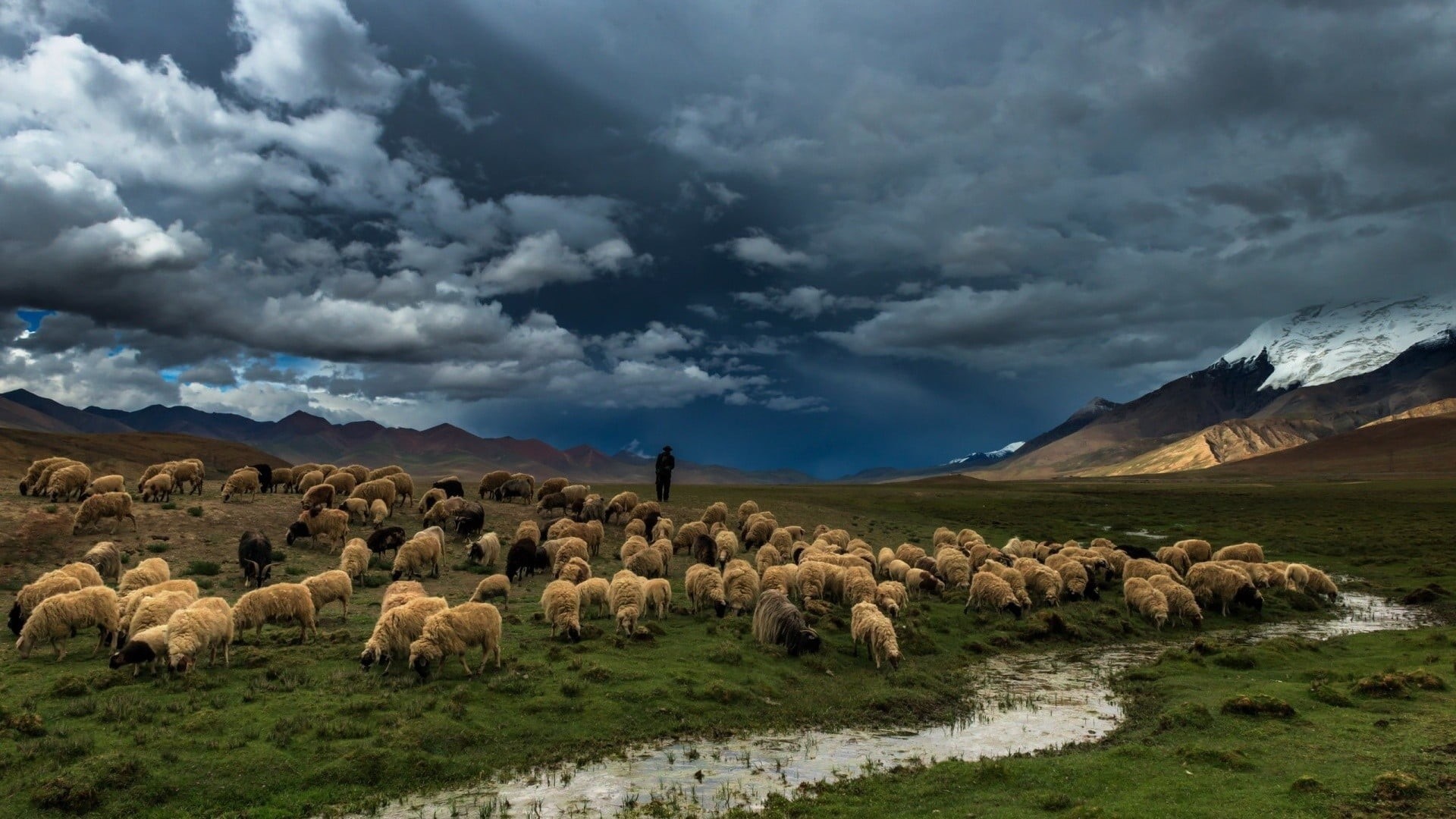 scenics - nature, men, large group of animals, mammal, domestic animals, group of animals, flock of sheep, stream, beauty in nature, animal themes, herbivorous, HD Wallpaper