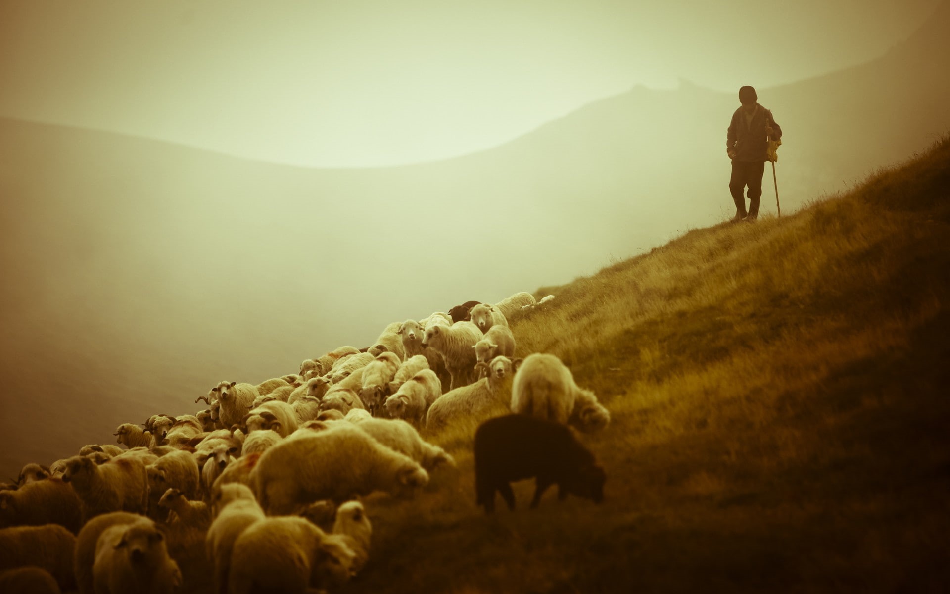 animals, sheep, 1080P, HD Wallpaper