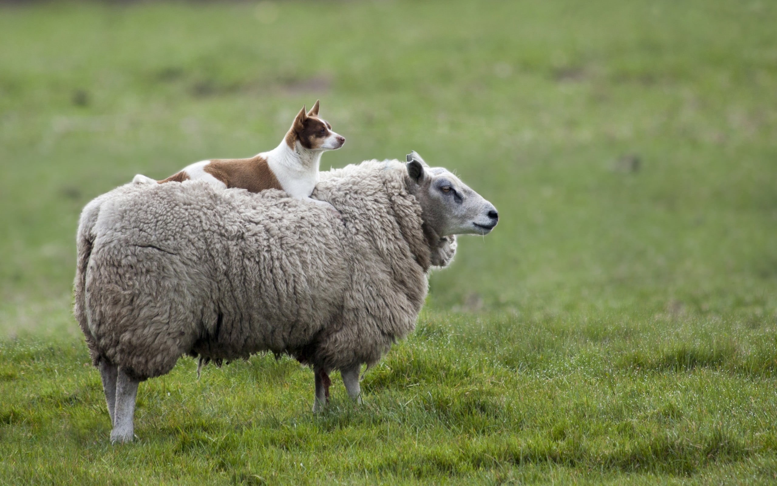 group of animals, no people, livestock, domestic animals, field, white, animal, 2K, outdoors, pets, animal family, grass, lamb, herbivorous, domestic, HD Wallpaper