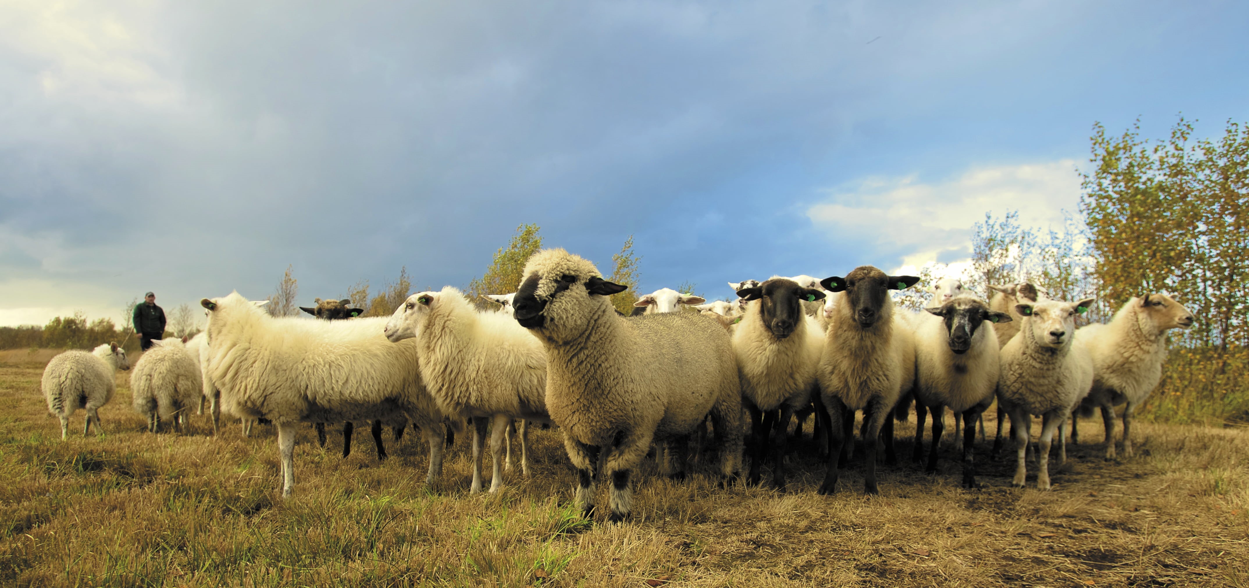shepherd, photography, livestock, mammal, sky, day, large group of animals, farm, vertebrate, pets, grass, lambs, animal, herd, animal themes, fleece, farmer, HD Wallpaper