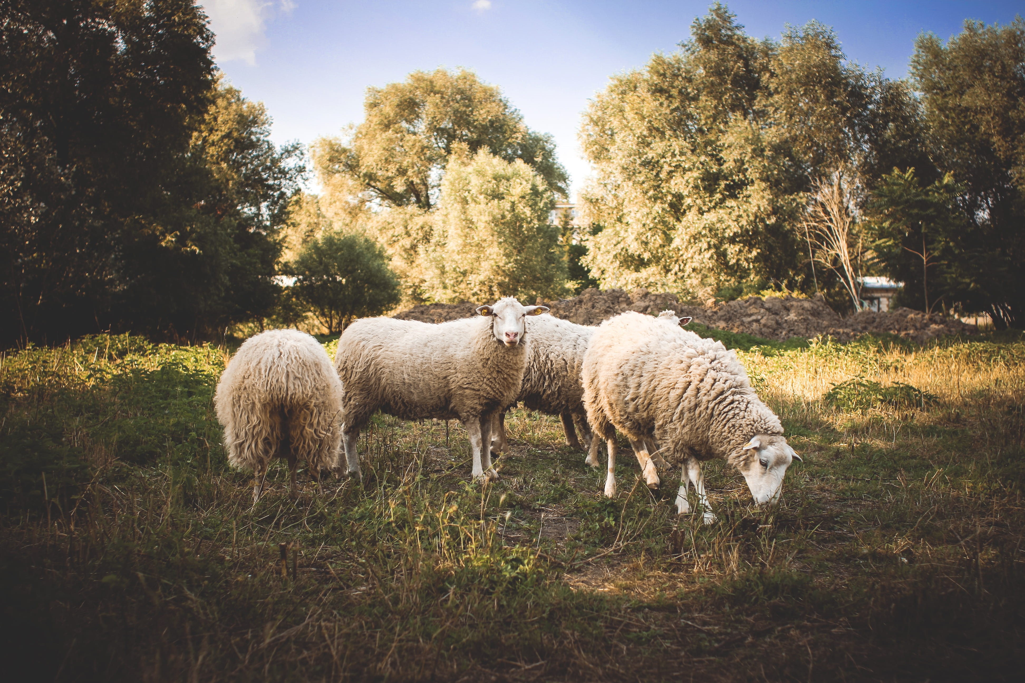 wool, Sheep, herd, animal, mammal, day, summer, rural Scene, vertebrate, animal themes, tree, grass, no people, grazing, 4K, flock Of Sheep, field, domestic, HD Wallpaper