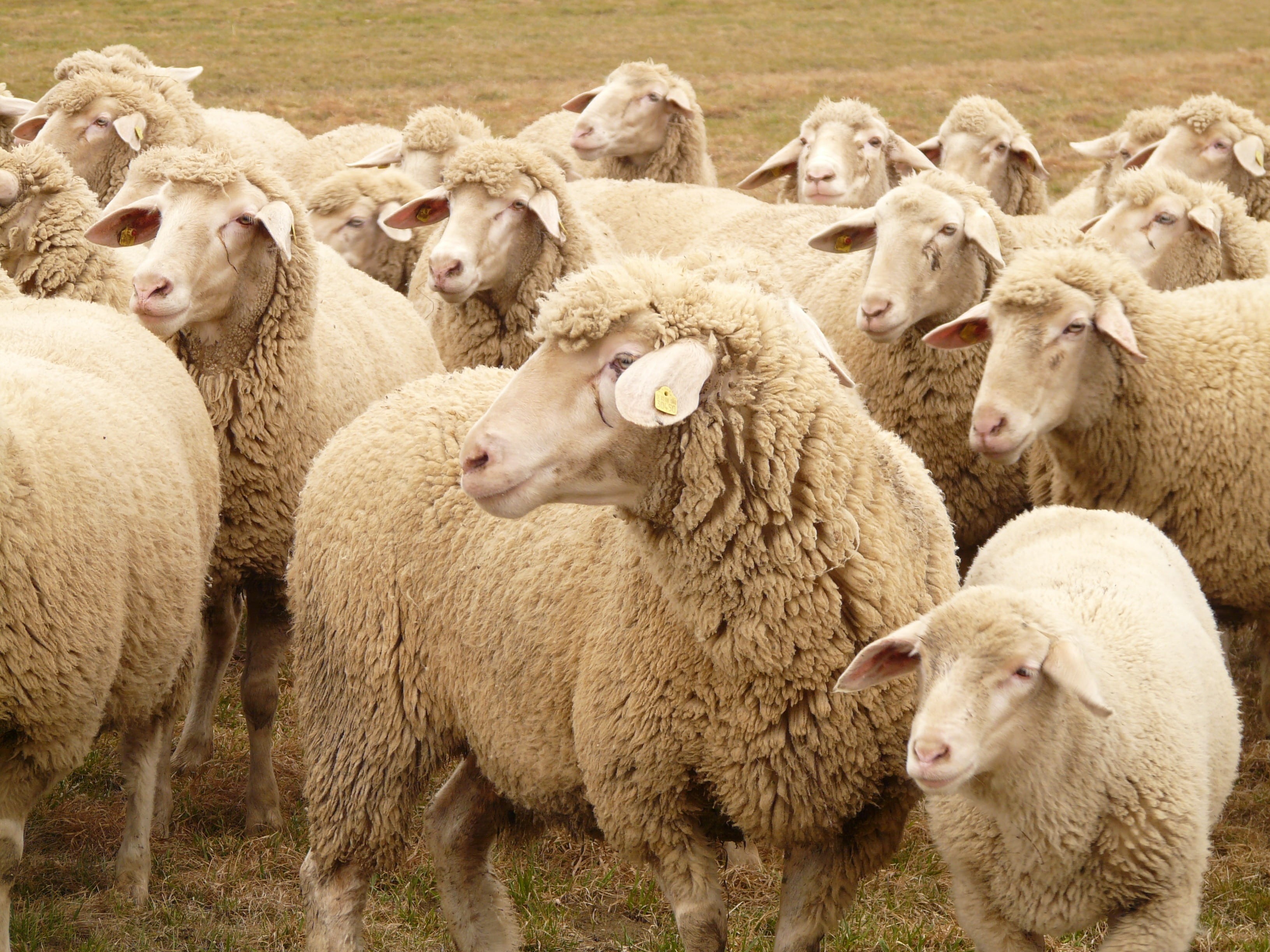 nature, animals, domestic, vertebrate, Flock, large group of animals, pets, land, 2K, sheeps, wool, herd animal, animal family, pasture, animal themes, HD Wallpaper