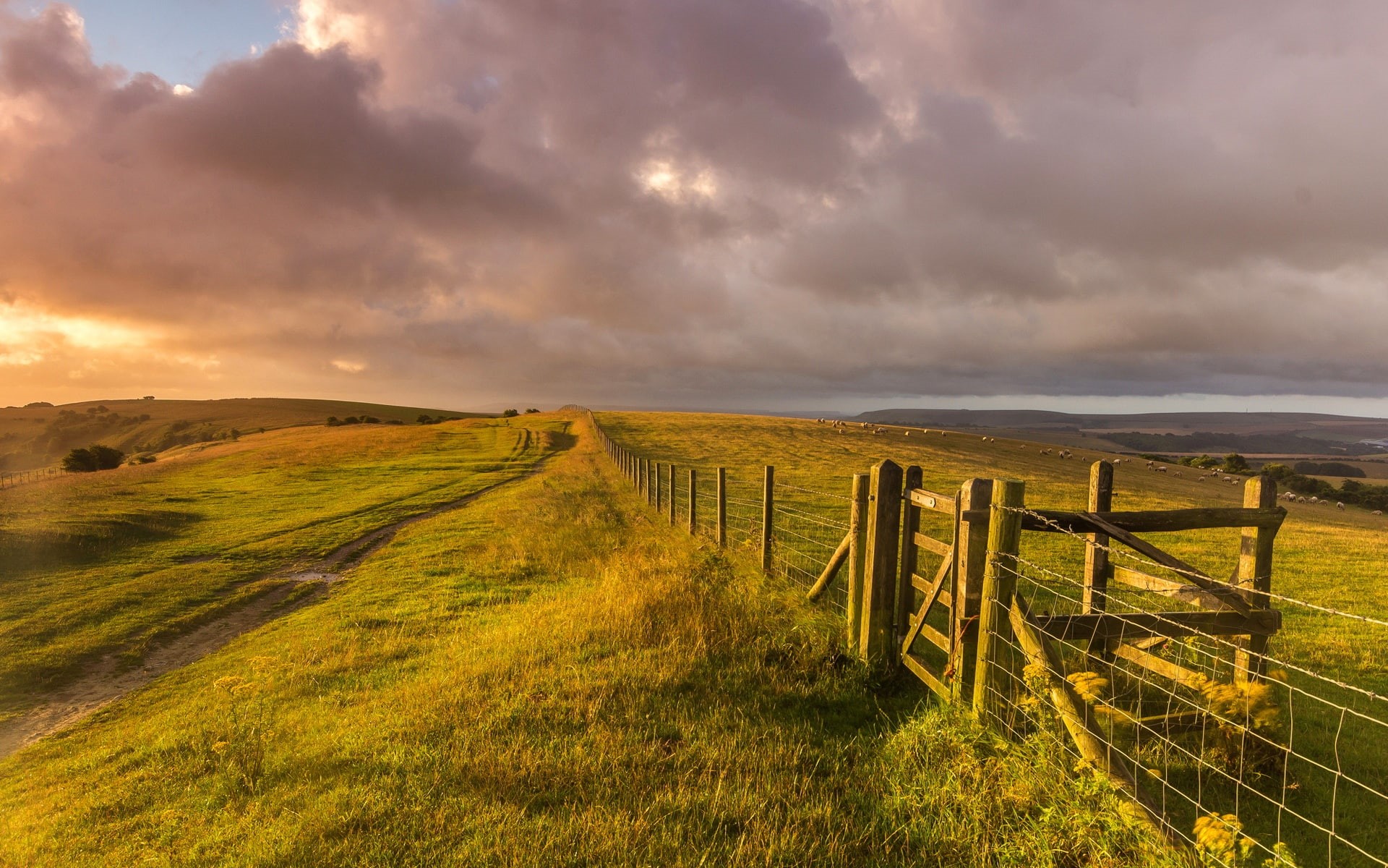 Sheep, Landscape, Farm, West, Sussex, Grass, England, 1080P, Fence, HD Wallpaper