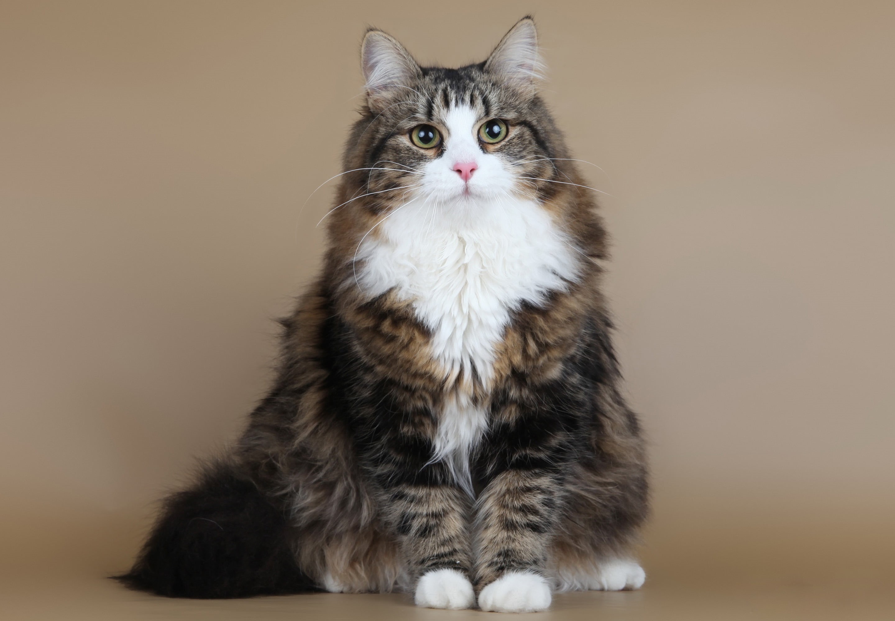 animal Eye, looking at camera, 2K, sitting, domestic, white, vertebrate, feline, fluffy, beautiful, brown, no people, tabby, cute, Demi Moore SARIOLA, HD Wallpaper
