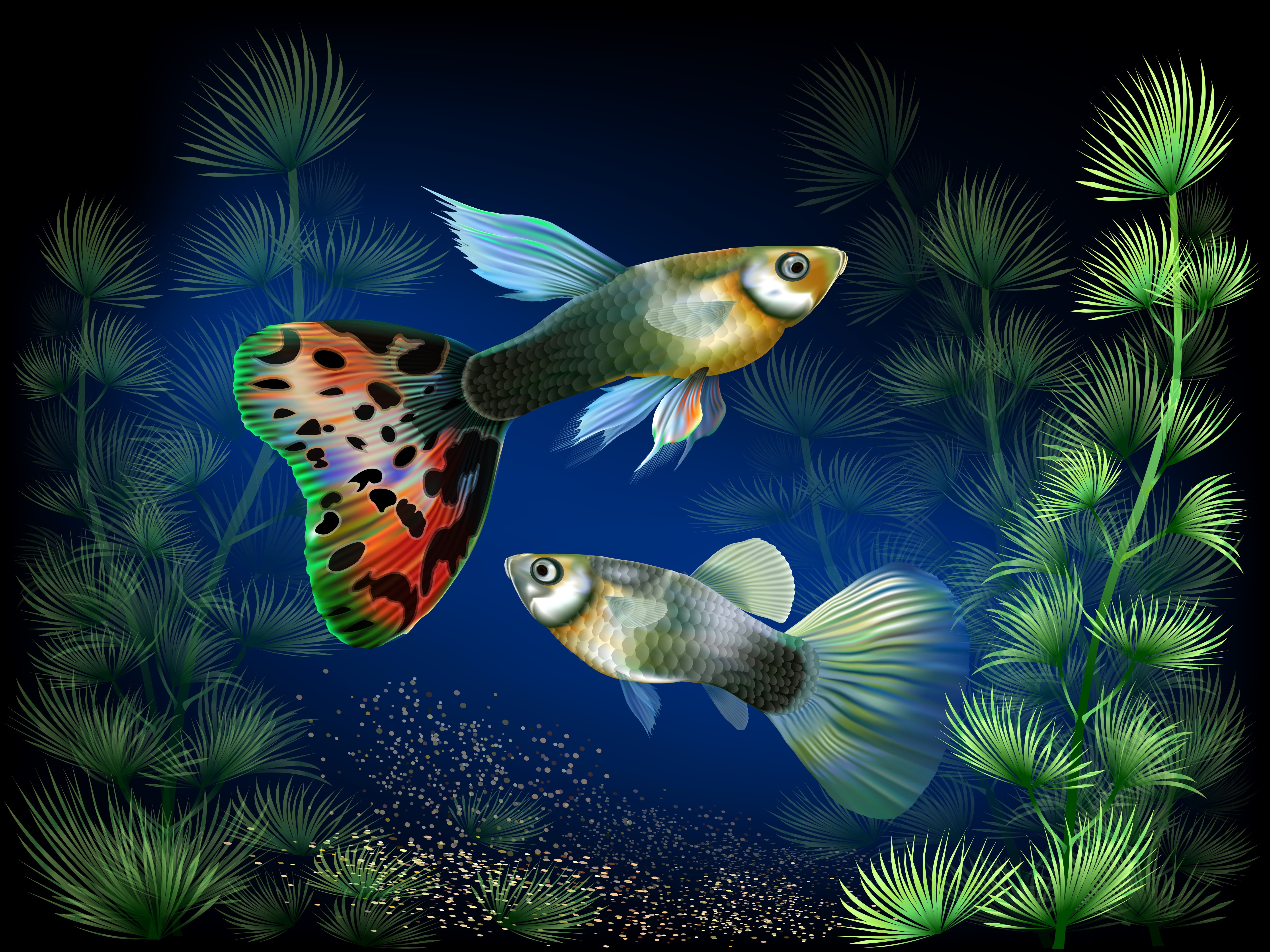 marine, animals in the wild, aquarium, algae, group of animals, undersea, animal wildlife, vector, 5K, animal, vertebrate, fish, gray, animal scale, guppy, HD Wallpaper