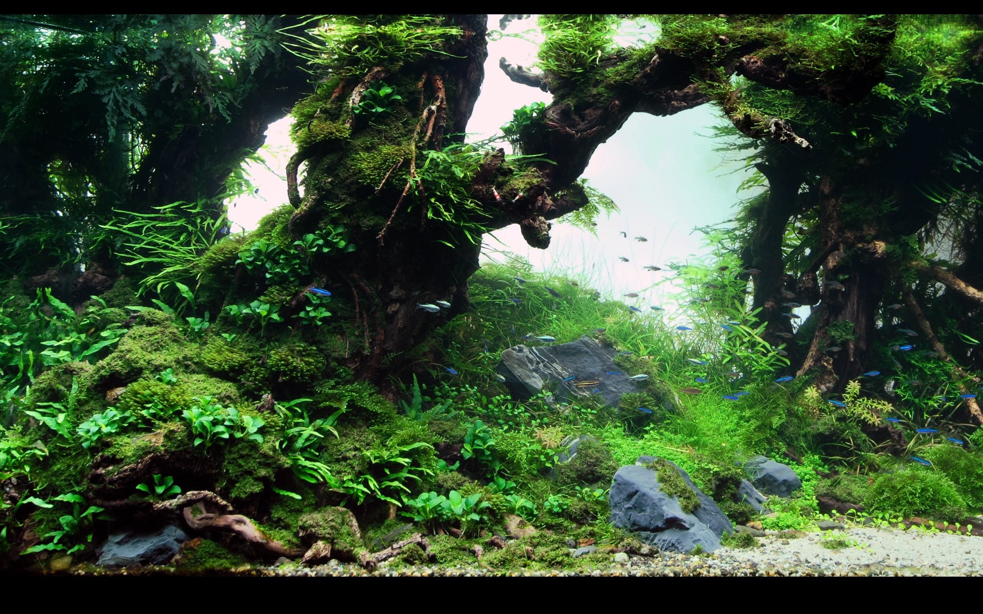 x, 1080P, art, AQUARIUM, animals, hd, FISH, HD Wallpaper