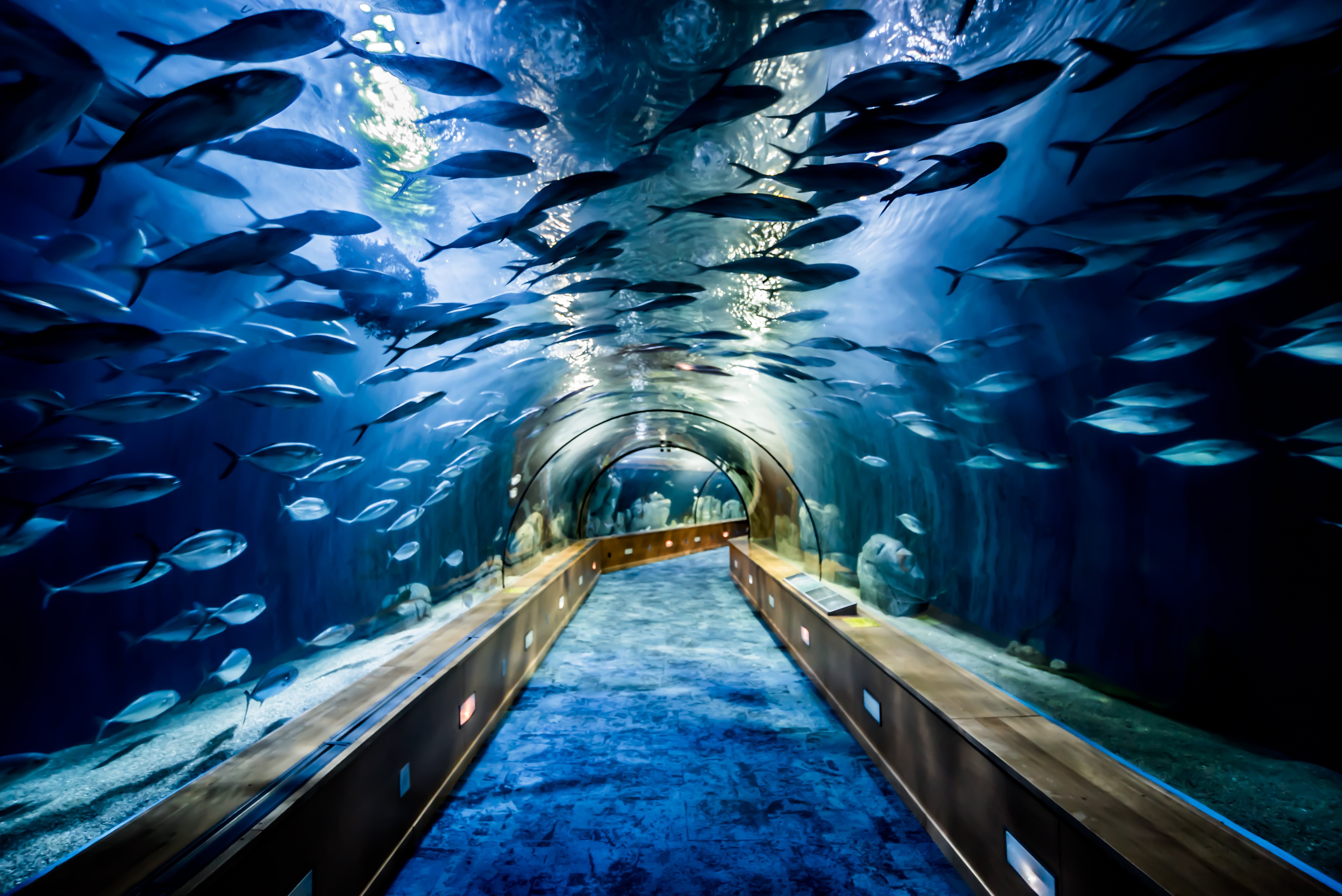 C I A, blue, large, artes, underwater, ciudad, europe, A L, fish, aquarium, travel, V A, 5K, water, school, school of fish, E N, tunnel, valencia  spain, HD Wallpaper