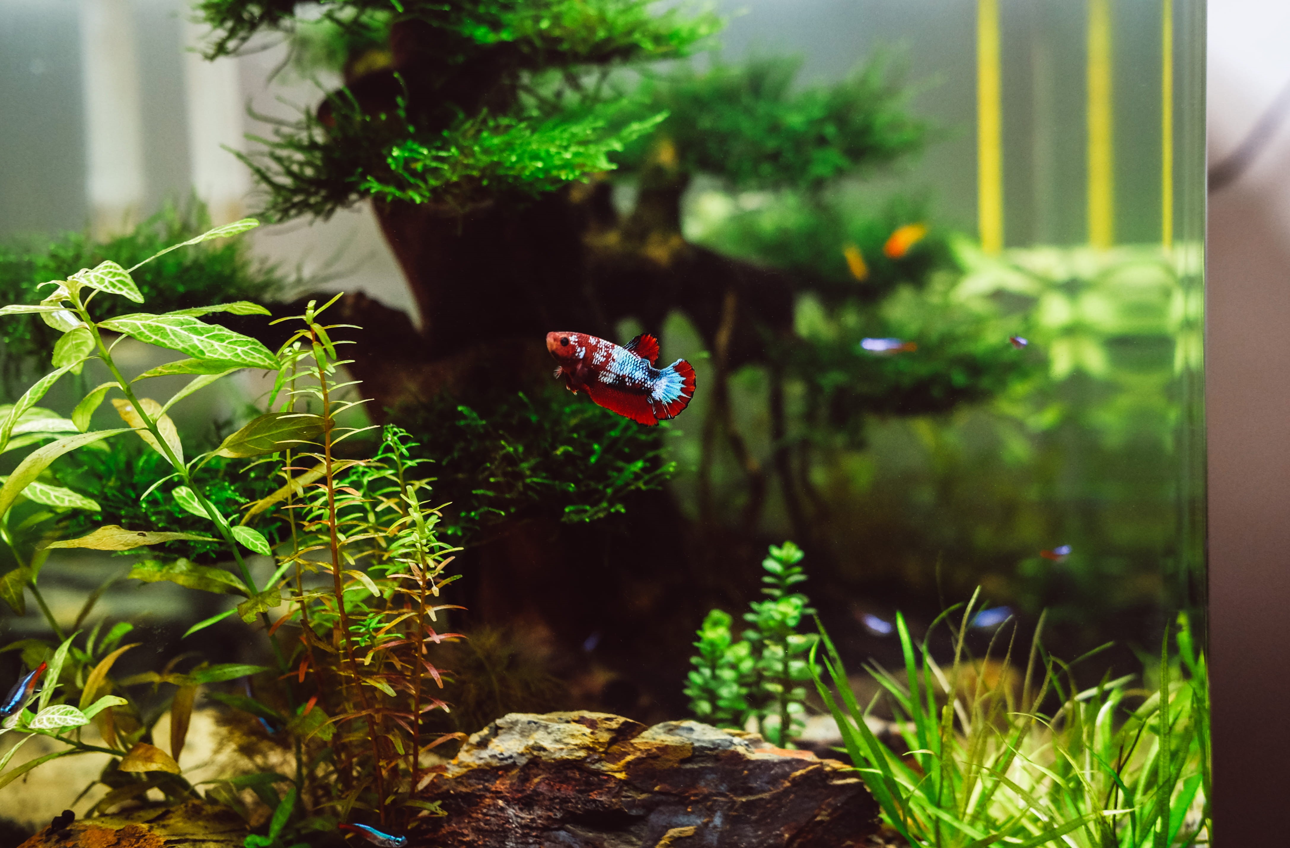 day, tree, plant, water, small, betta, aquarium, animal themes, leaf, animal, close-up, window, aqua, outdoors, reflection, 4K, no people, growth, plant part, HD Wallpaper