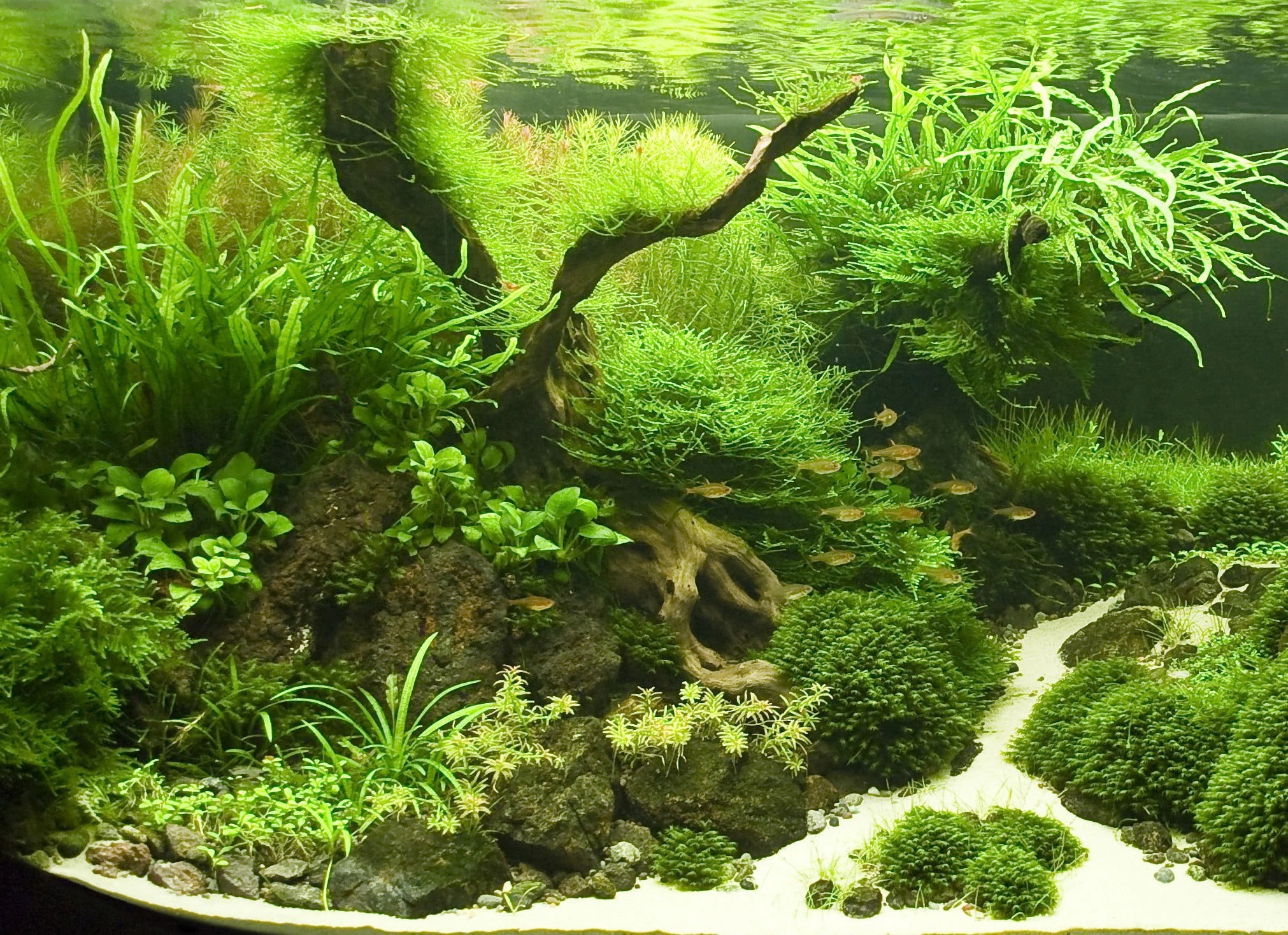 landscape, reef, plants, high angle view, wildlife, lake, environment, nature, tree, coral, animal, land, plant part, beauty In Nature, scenics - nature, HD Wallpaper