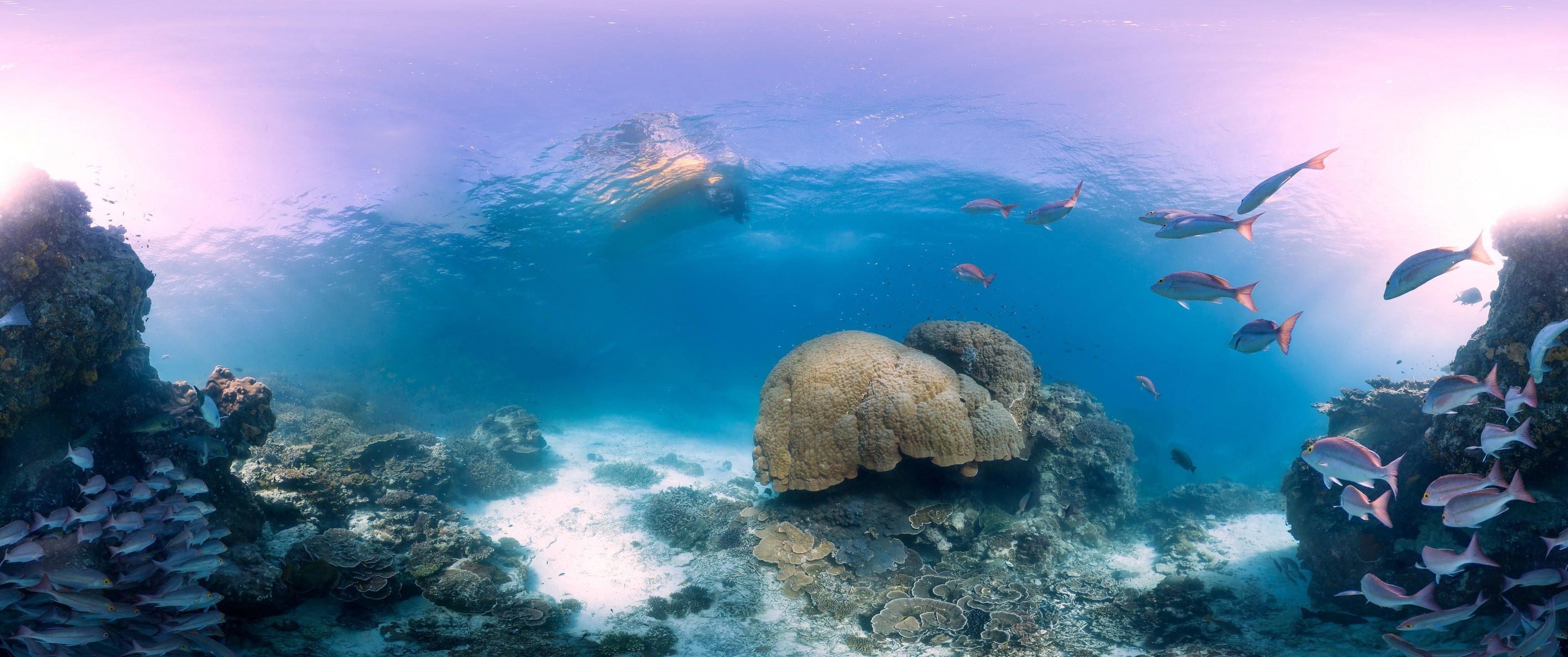 exploration, school, scuba diving, invertebrate, sea life, 2K, gray, swimming, aquatic sport, animal wildlife, animal themes, coral, undersea, water, adventure, HD Wallpaper