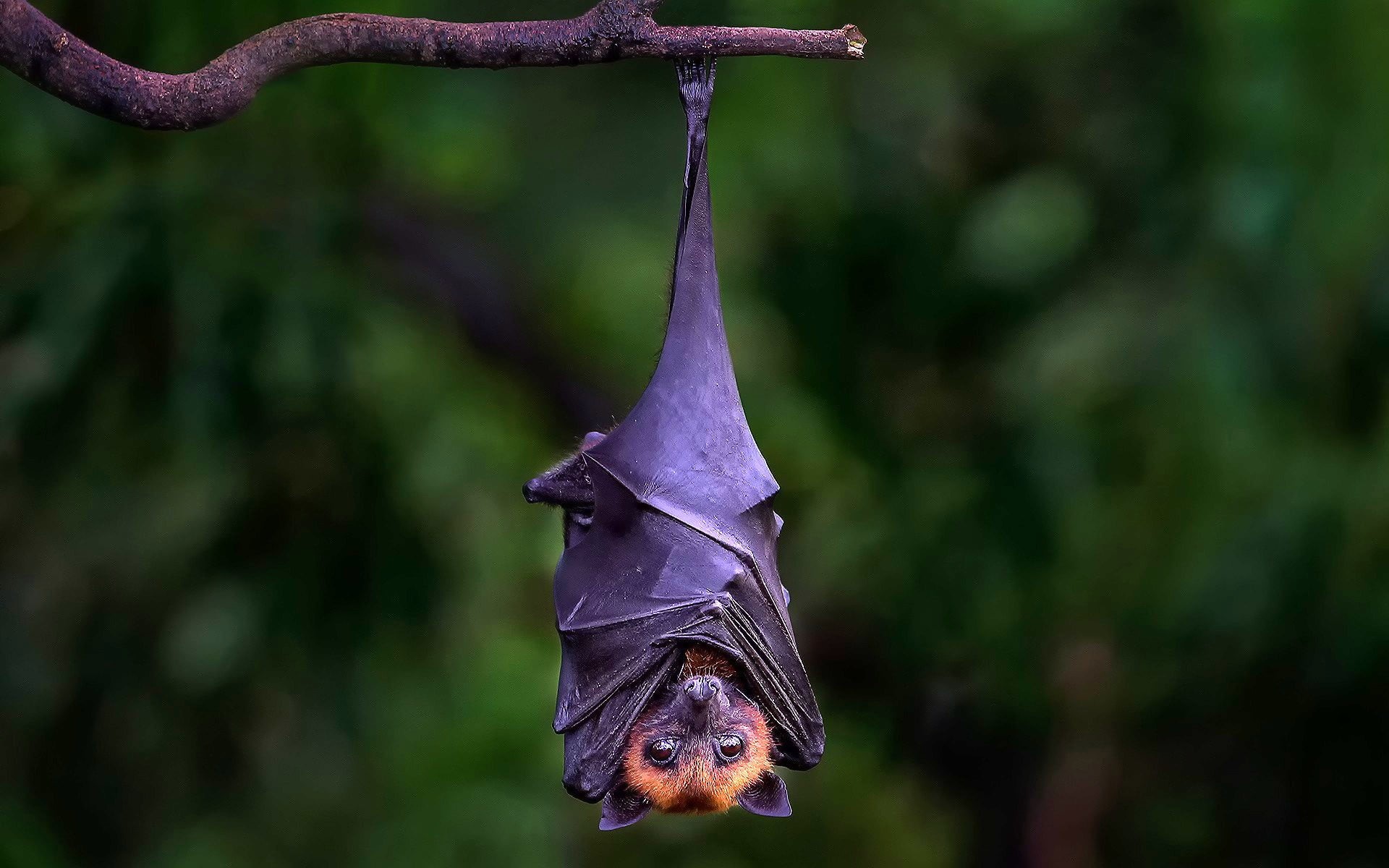plant, purple, animal wildlife, brown, upside, black, branch, focus on foreground, animal, bird, close-up, hanging, animals in the wild, 1080P, Animals, HD Wallpaper