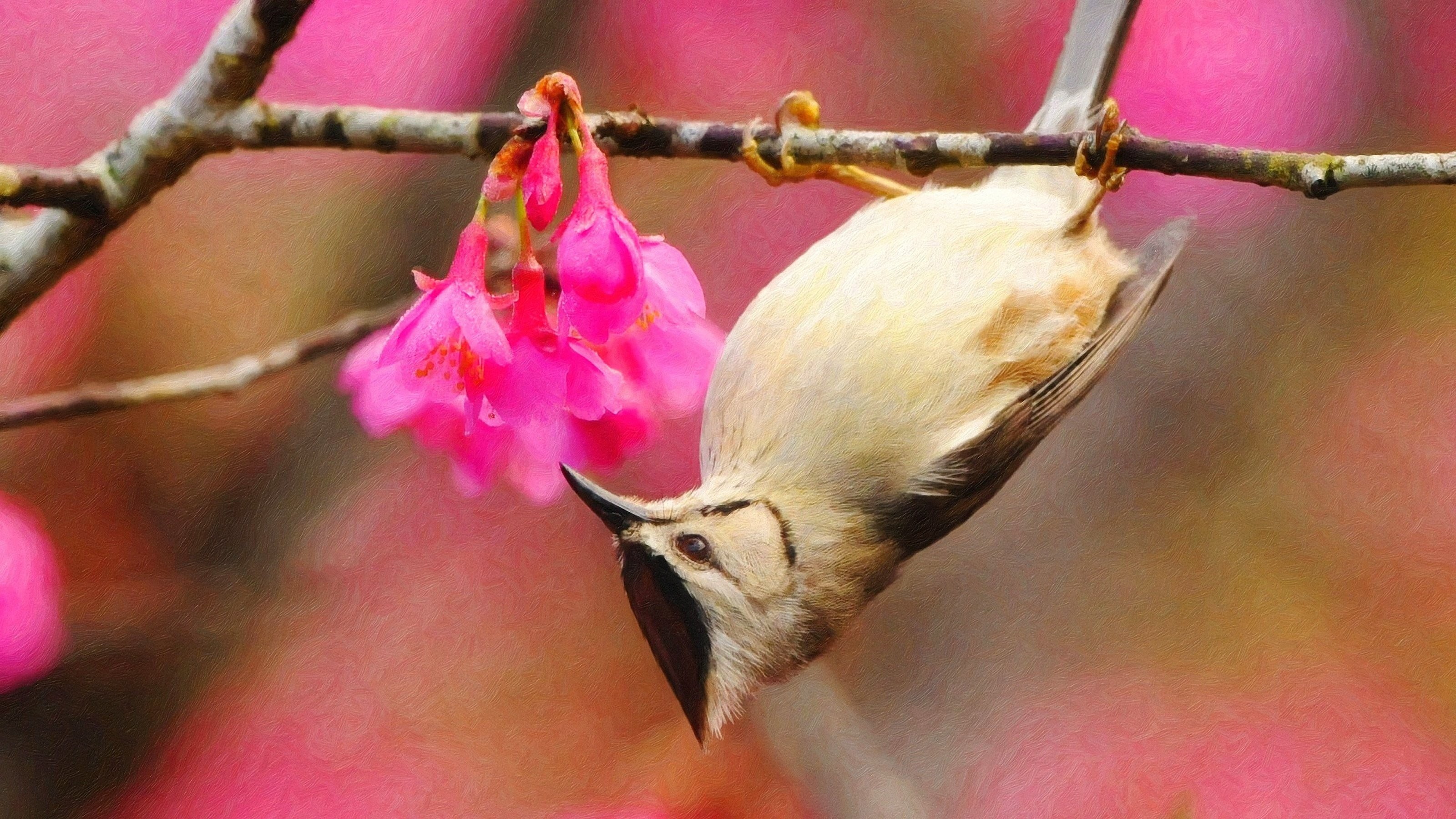 titmouse, flowering plant, flower, animal wildlife, white, plant, care, pink color, bird, day, beauty in nature, animal themes, 2K, close-up, focus on foreground, HD Wallpaper