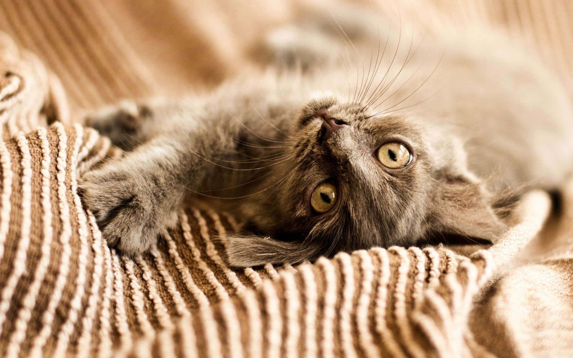 domestic animals, pets, whisker, cat, cozy, fabric, relaxation, 1080P, domestic, furniture, kitten, indoors, animal body part, lying down, comfortable, HD Wallpaper