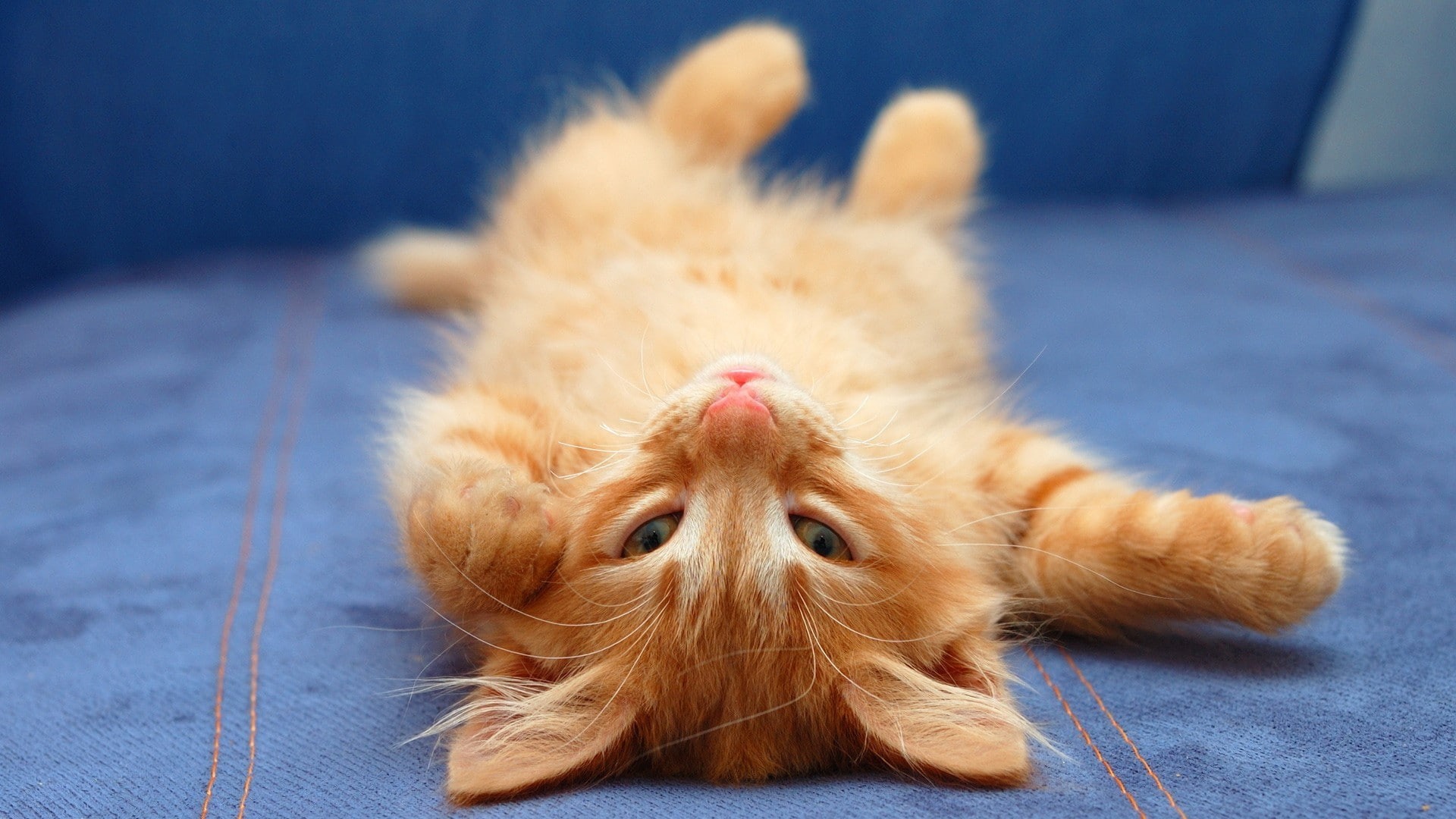 fluffy, cat, domestic animals, indoors, animal themes, cute, animal, mammal, animals, softness, no people, 1080P, young animal, domestic, one animal, textile, HD Wallpaper