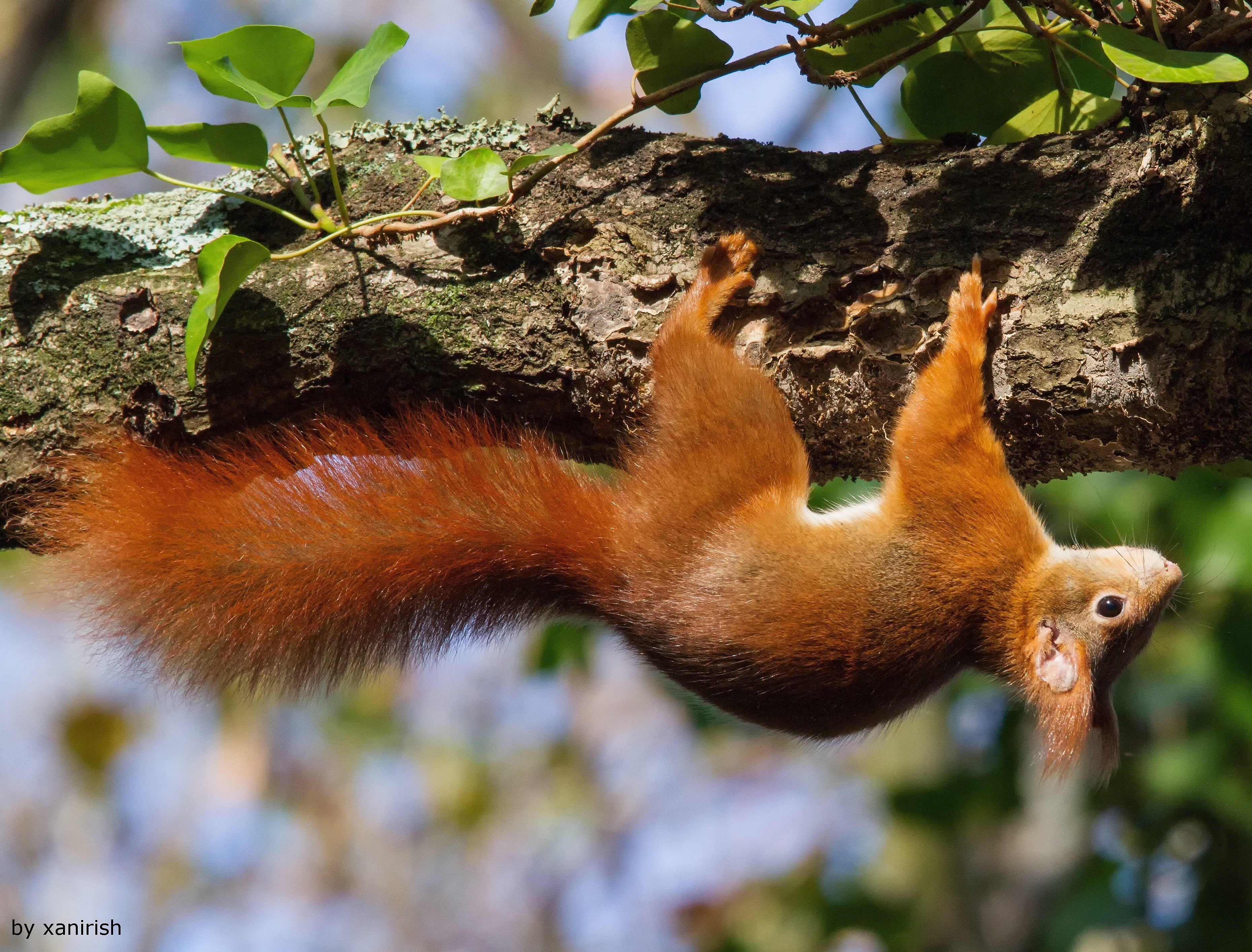 upside down, 2K, animals, squirrel, HD Wallpaper