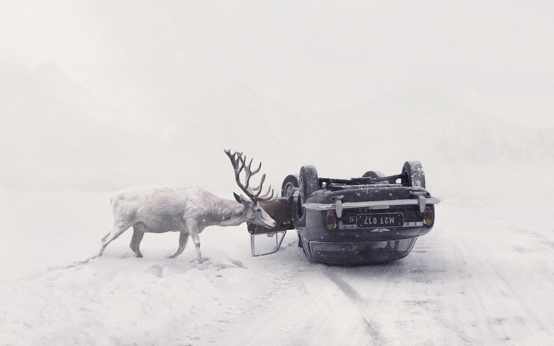 reindeer, nature, transportation, upside down, mammal, car, animal wildlife, Martin Stranka, snow, accidents, no people, snowing, land, vehicle, animal, HD Wallpaper