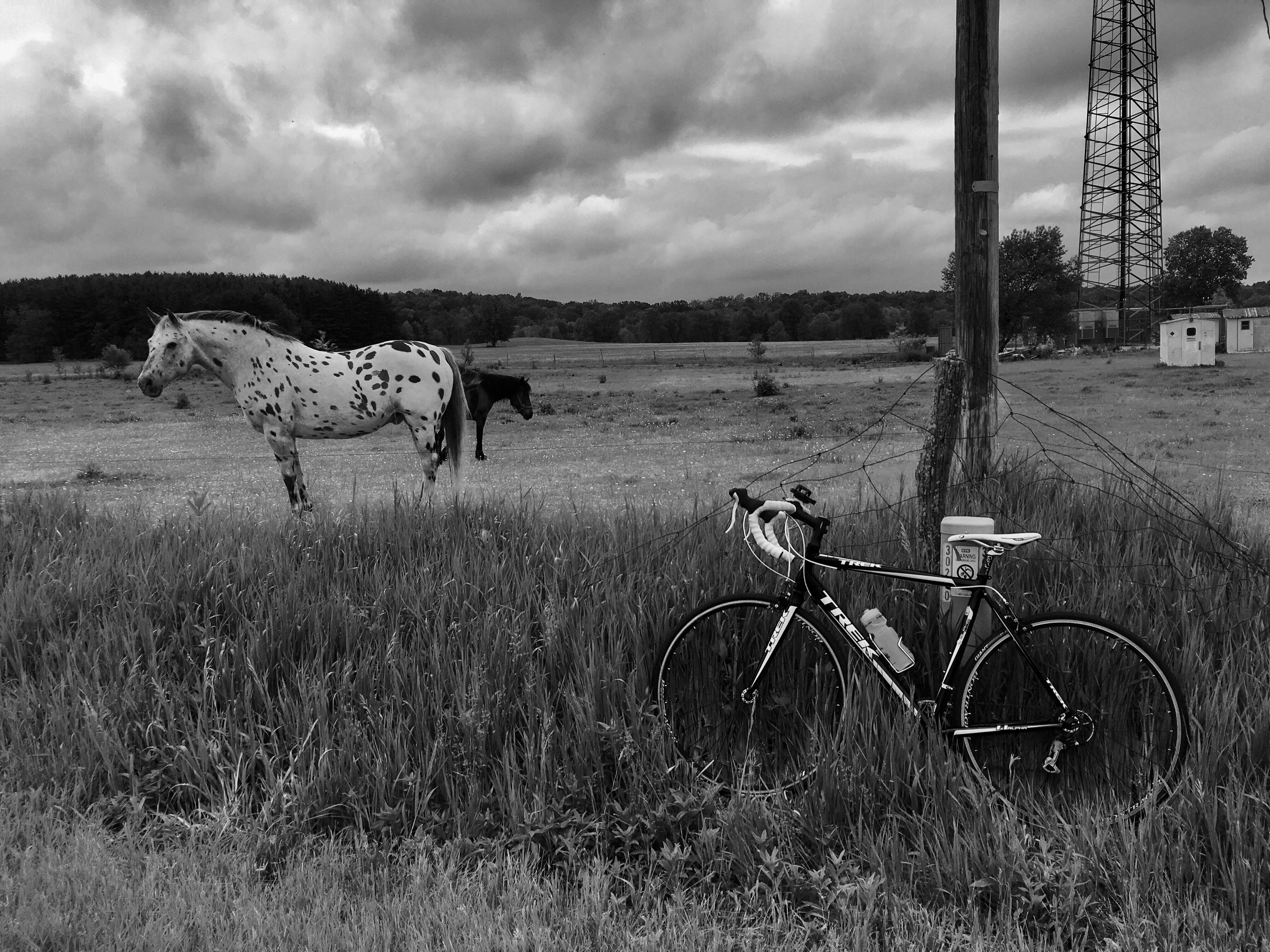 no people, bike, landscape, nature, triathlon, ironman, tree, horses, animal, cloud - sky, day, united states, angola, sky, trek bikes, cycle, field, domestic animals, HD Wallpaper