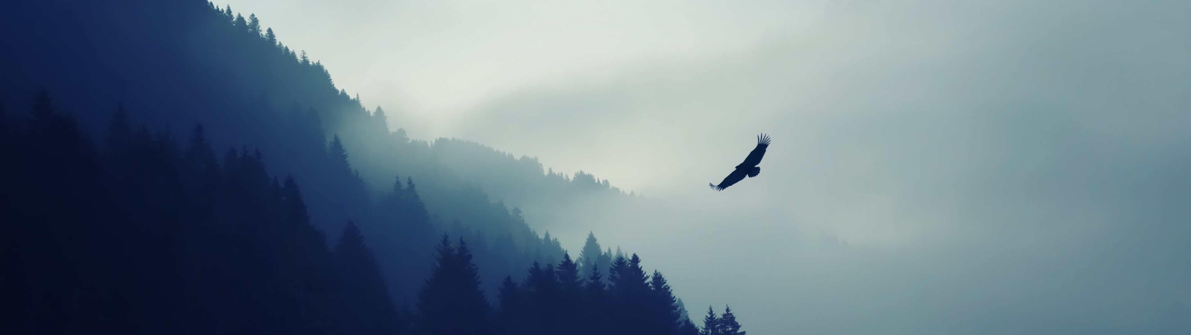 animals in the wild, no people, flying, black, animal, animal themes, tree, scenics - nature, multiple display, animal wildlife, fog, one animal, sky, landscape, HD Wallpaper