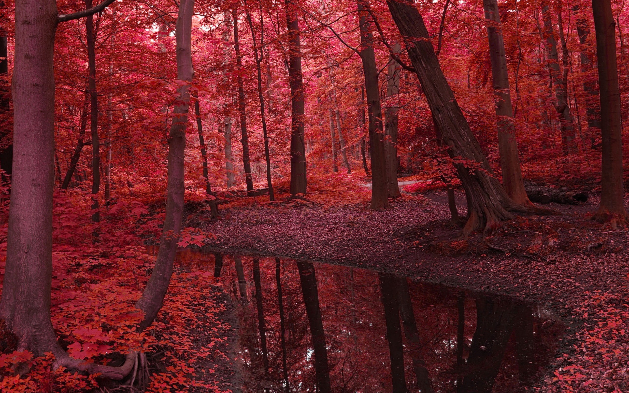 no people, stream, forest, tranquil scene, change, growth, tree trunk, scenics - nature, beauty in nature, autumn, red, day, nature, non-urban scene, 2K, HD Wallpaper