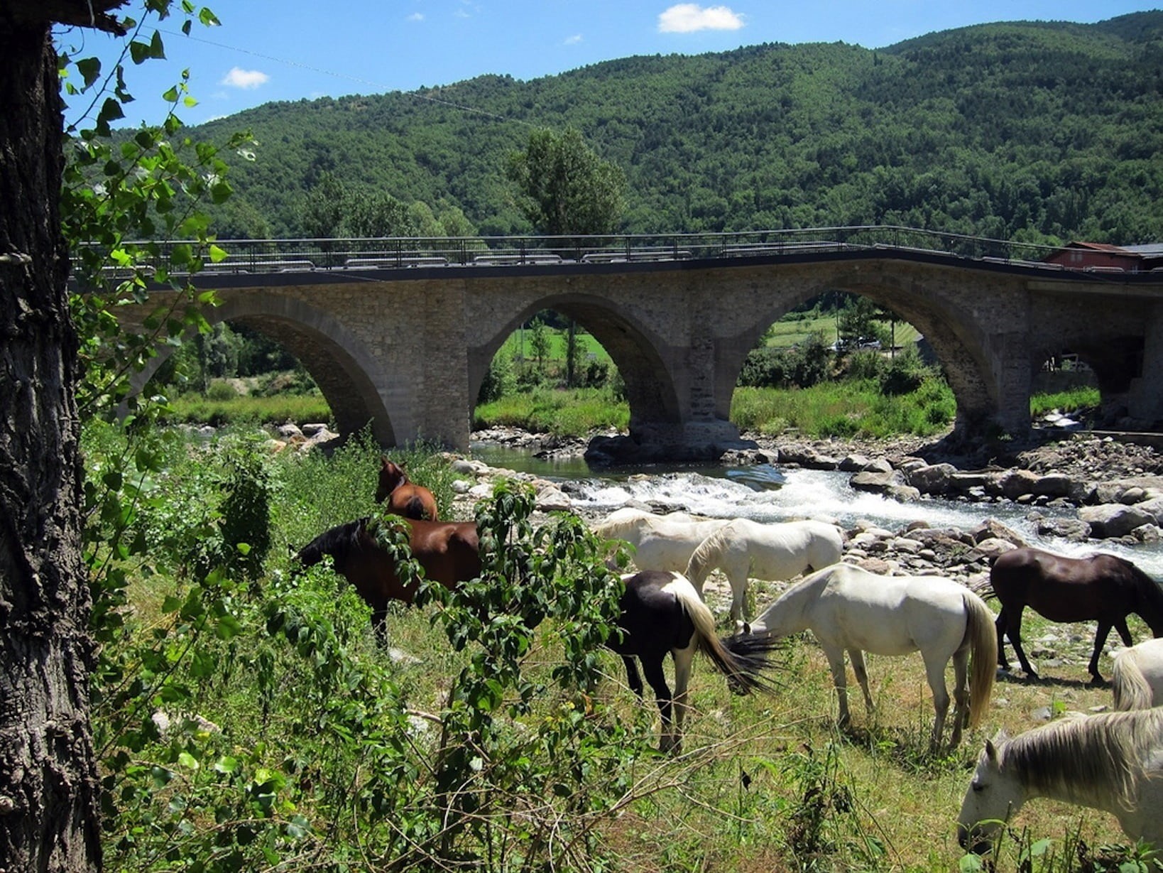 country, domestic, animal, stream, animal themes, spring, valley, herbivorous, mammal, livestock, day, summer, 720P, domestic animals, no people, plants, HD Wallpaper