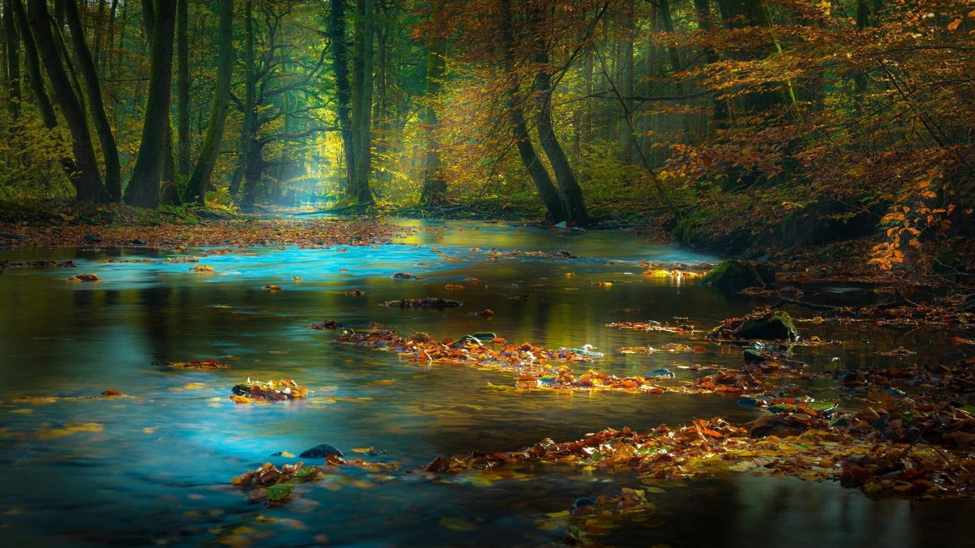 germany, autumn, europe, wetland, nature, spessart, stream, forest, river, woodland, leaves, deciduous, 1080P, landscape, bank, twilight, sunshine, tree, HD Wallpaper