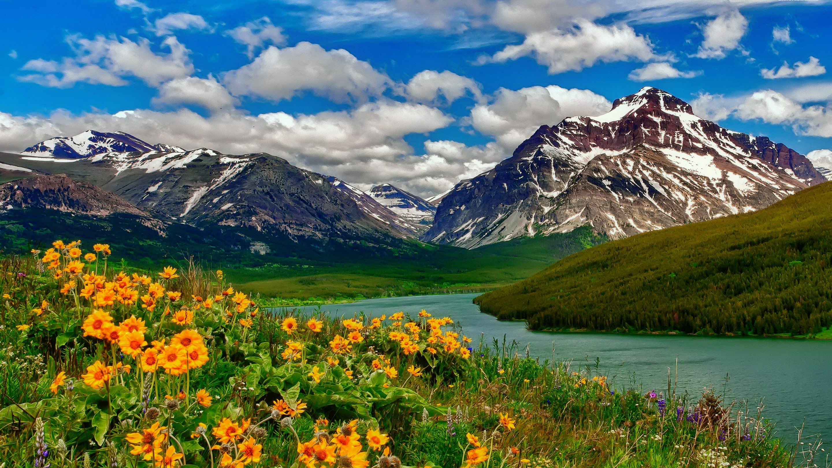 desktop, environment, nature, outdoors, landscape, snow, flower, idyllic, mountains, mountain range, remains, cloud - sky, beauty in nature, yellow, snowcapped mountain, HD Wallpaper