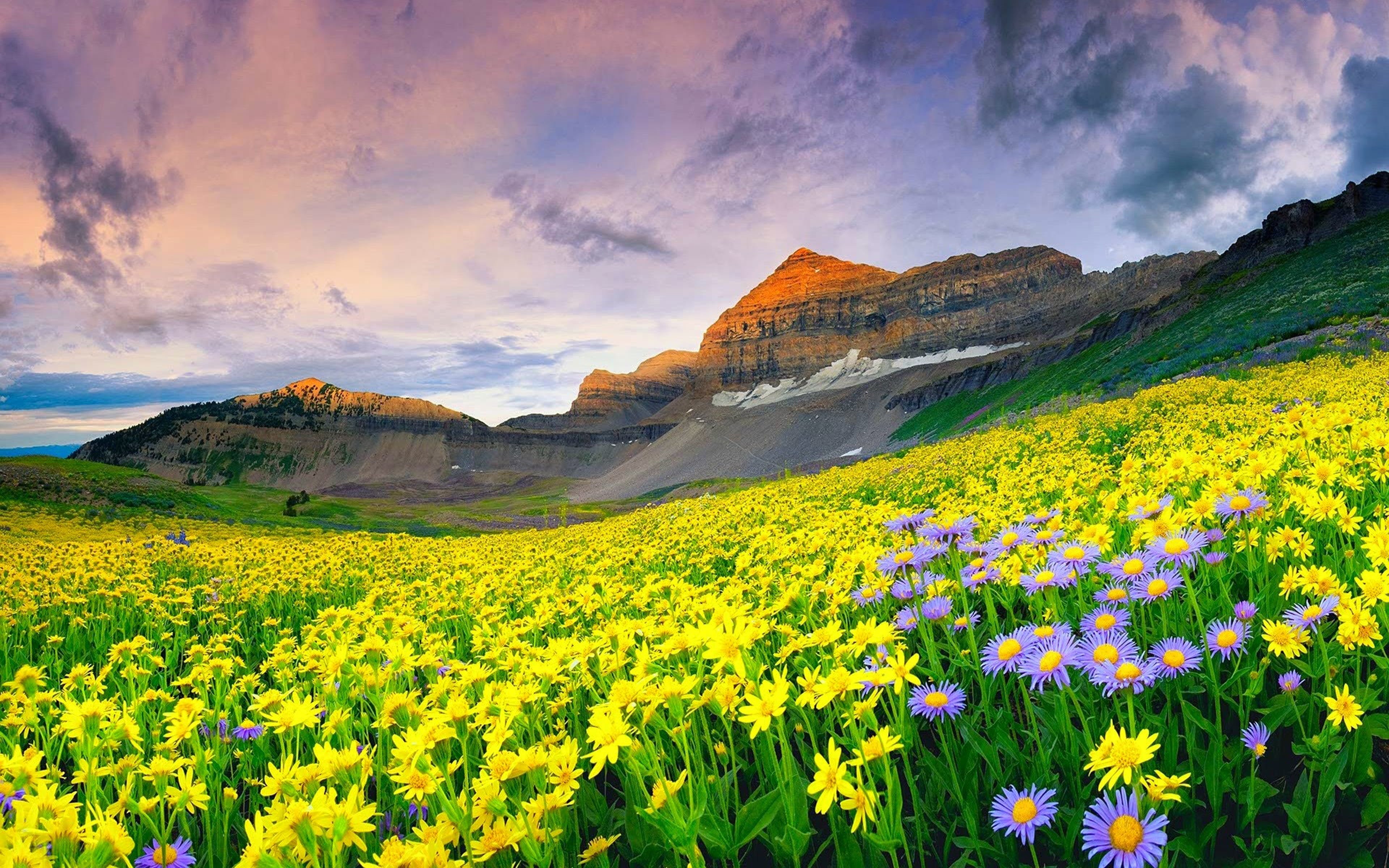 vibrant color, beauty in nature, meadow, cloud - sky, rural scene, hd, springtime, freshness, clouds, flowers, flowering plant, plant, mountain range, field, HD Wallpaper