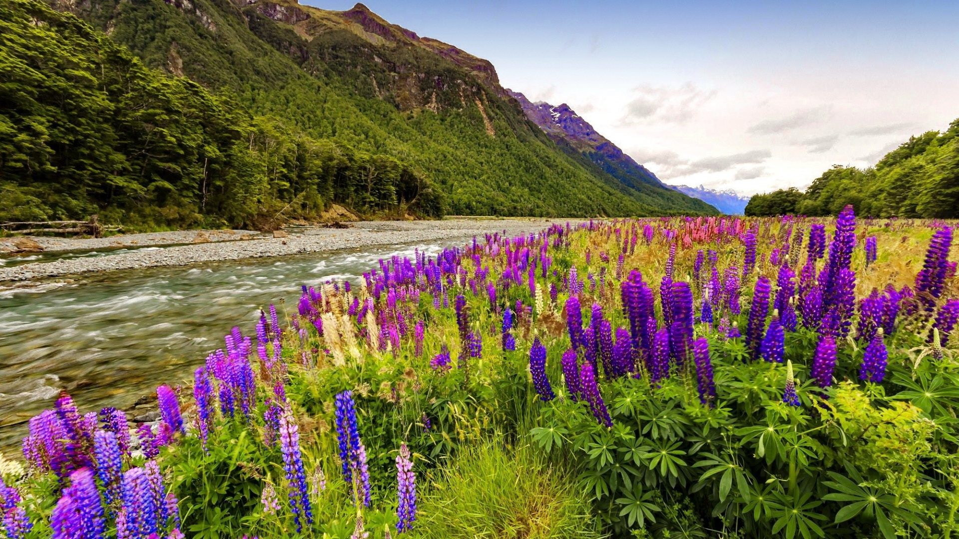 sky, flower, coast, desktop, 1080P, rocks, wild, pine, gravel, purple, forest, flowers, lupine, river, mountain, landscape, HD Wallpaper
