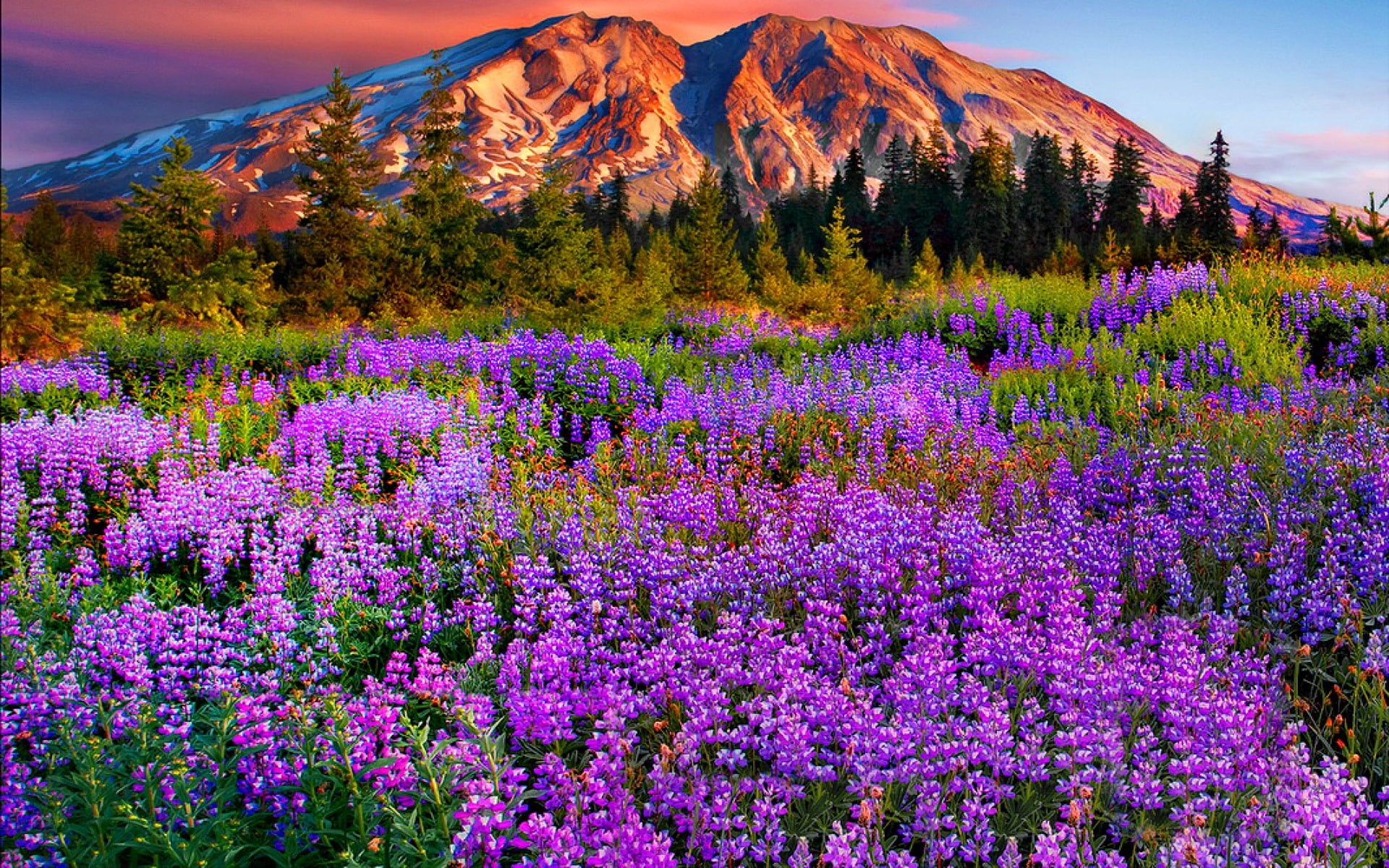 beautiful, mountains, red, desktop, trees, 1080P, meadow, landscape, cloud, purple, mountain, snow, pine, flowers, hd, HD Wallpaper