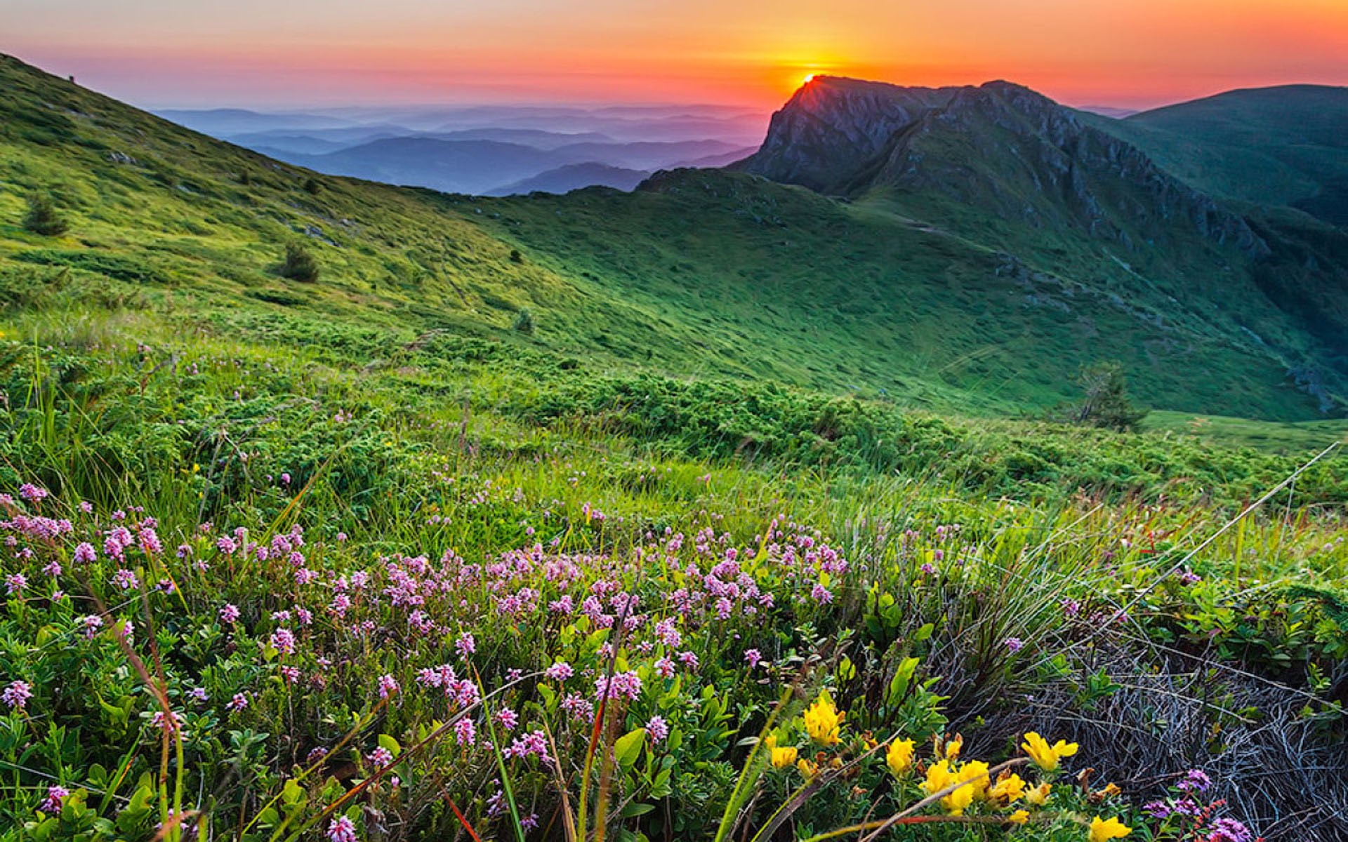 grass, rocky, green, landscape, sunset, mountain, meadow, flowers, bulgaria, sky, orange, peak, 1080P, HD Wallpaper