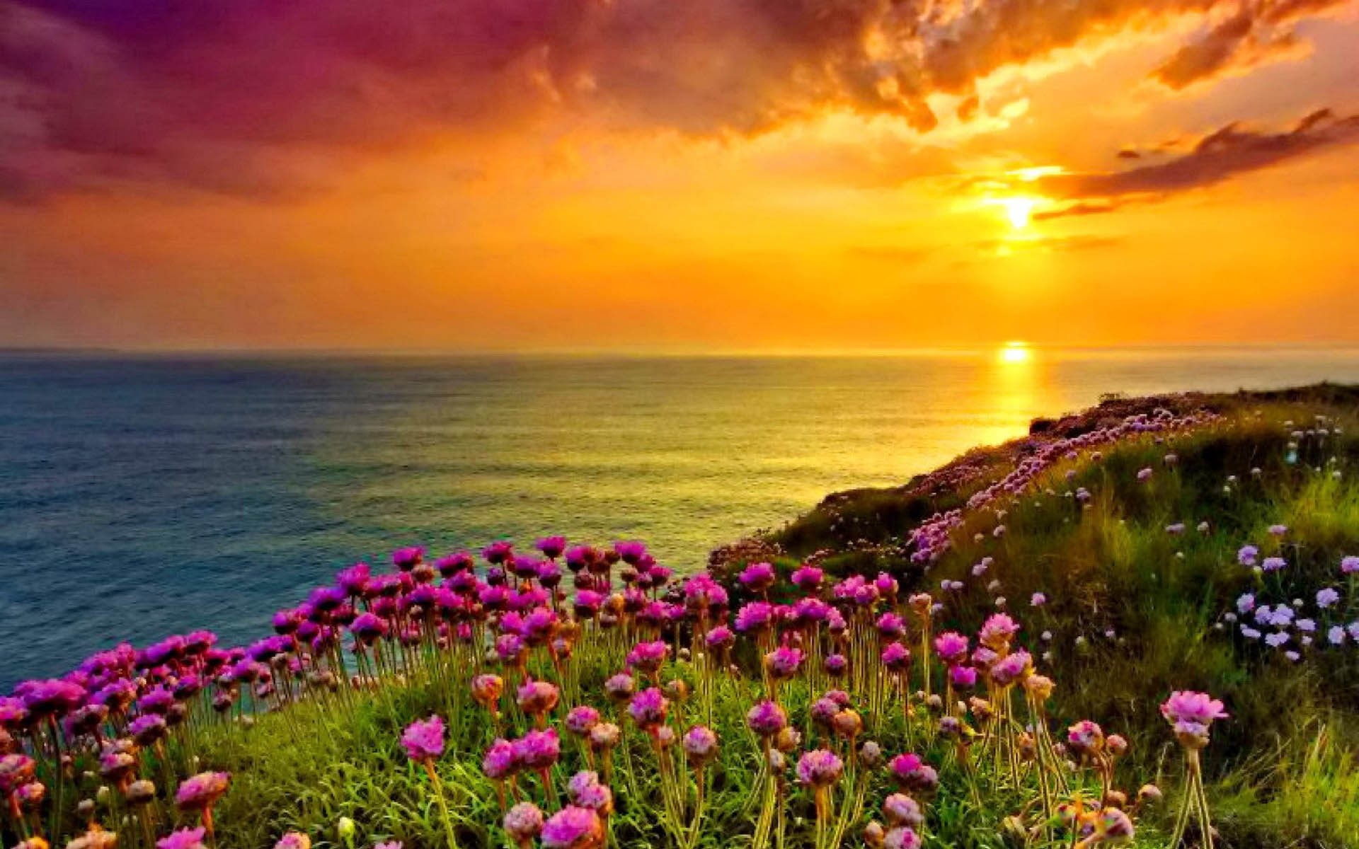 golden, hd, orange, ocean, flowers, sky, grass, purple, coast, 1080P, sea, sunset, green, shine, HD Wallpaper